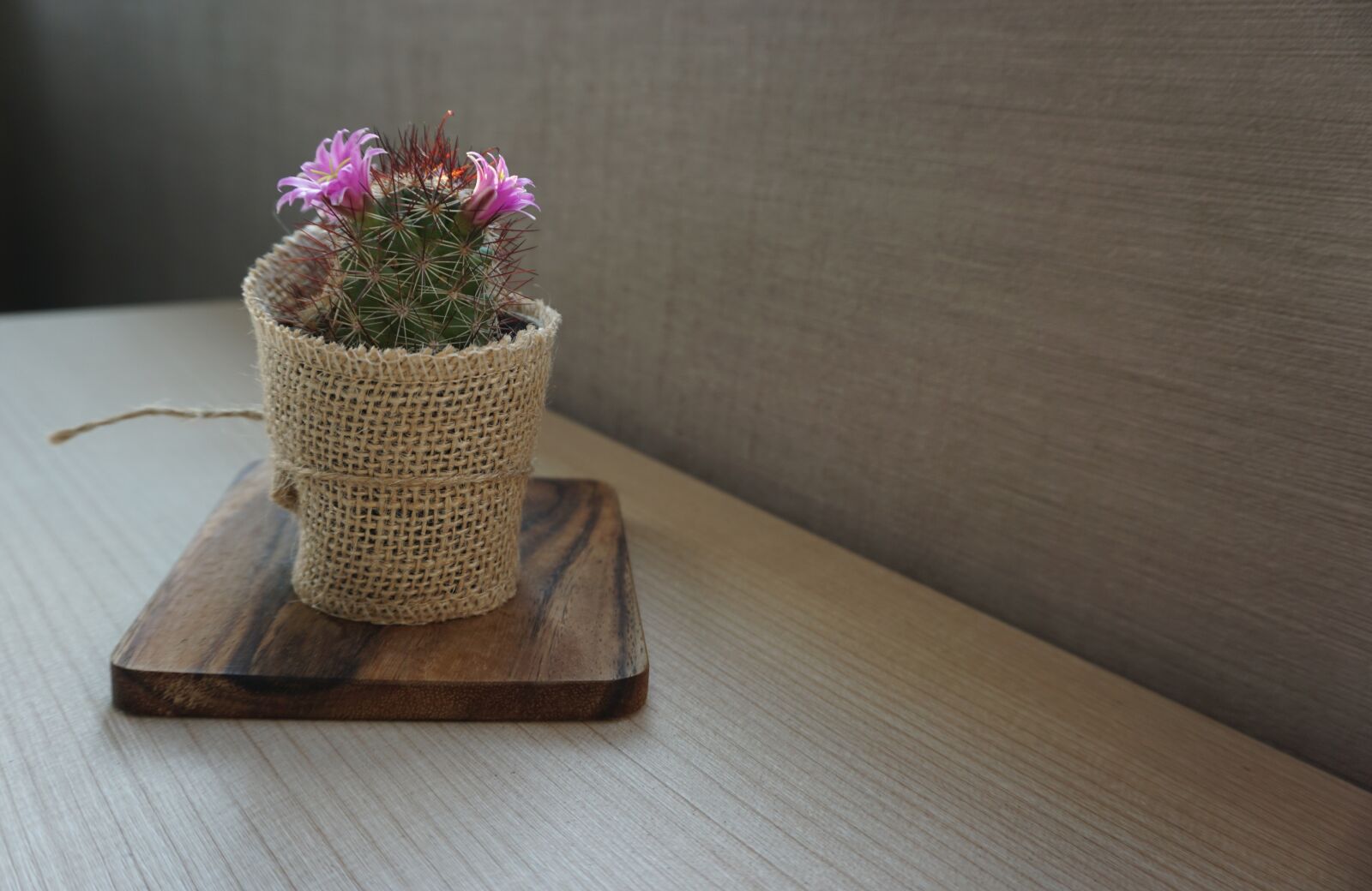 Sony a6000 sample photo. Cactus, plant, flowers photography