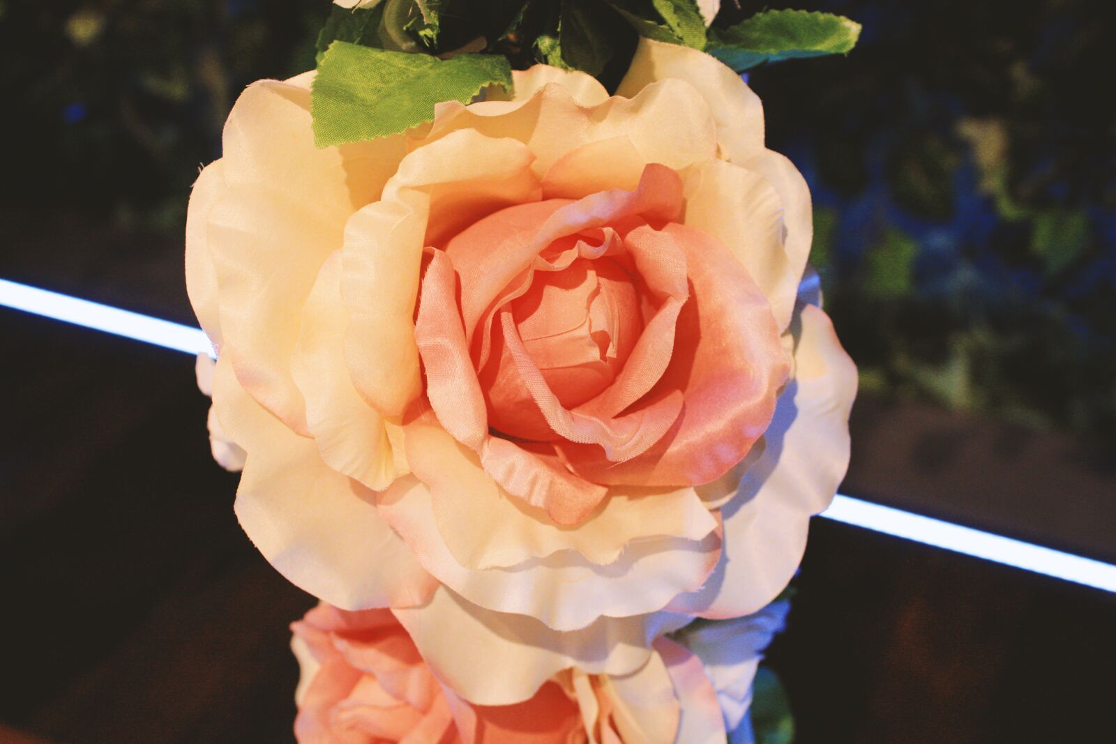 Canon EOS 450D (EOS Rebel XSi / EOS Kiss X2) sample photo. Rose, flowers, love photography