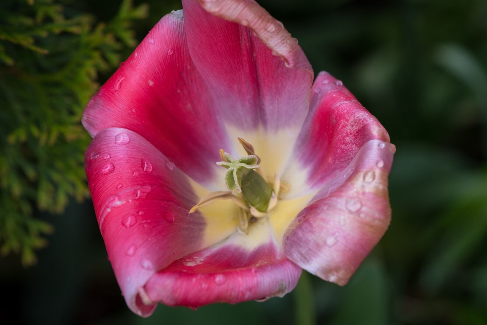 Nikon D750 sample photo. Tulip, flower, blossom photography