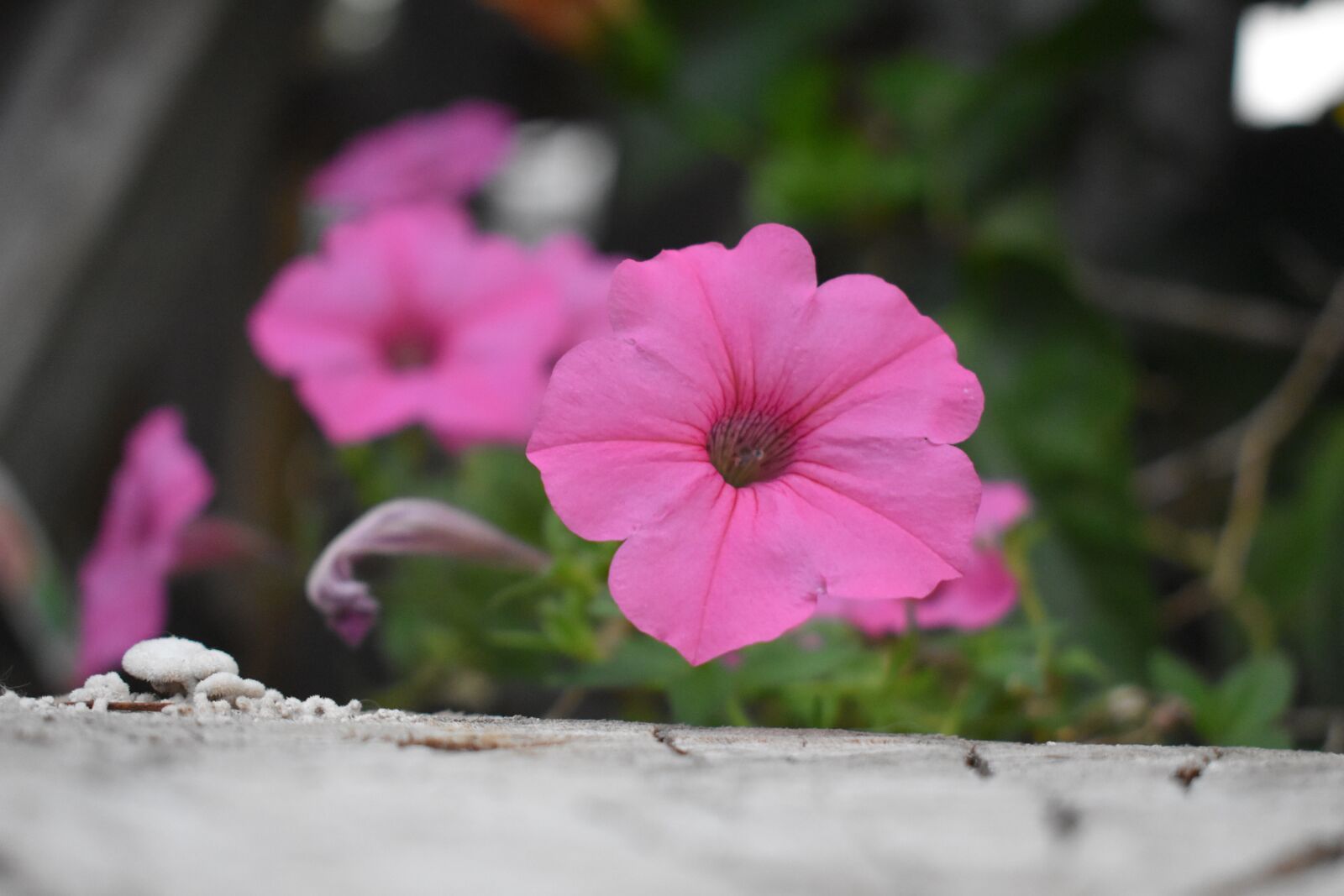 Nikon D3400 sample photo. Nature, flower, outdoor photography