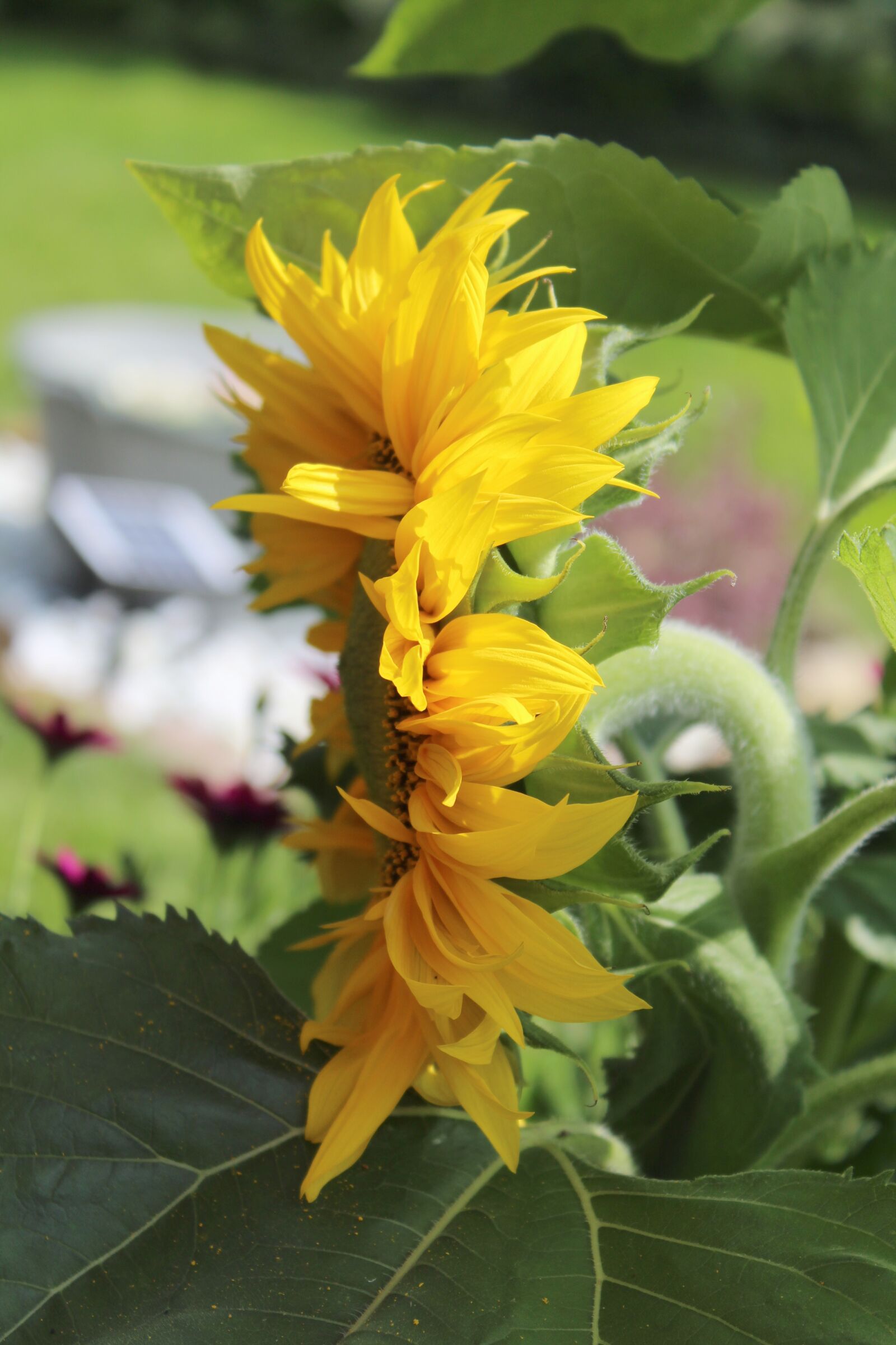 Canon EOS 1300D (EOS Rebel T6 / EOS Kiss X80) sample photo. Sunflower, summer, yellow photography