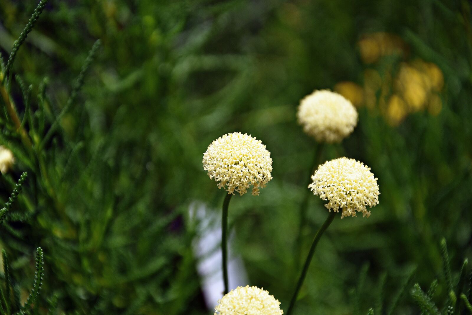 Nikon D3400 sample photo. Flower, yellow, bokeh photography