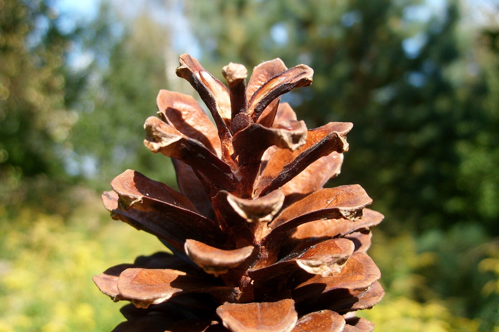 Samsung KENOX S730  / Samsung S730 sample photo. Pine cone, macro, nature photography