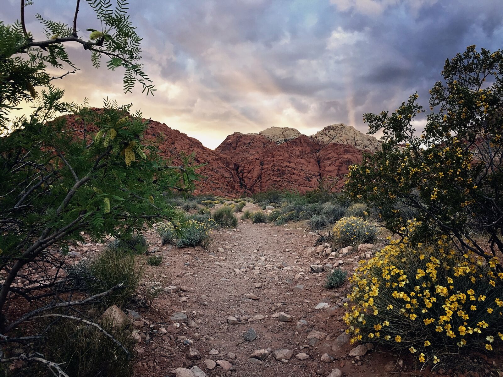 iPhone 6 Plus back camera 4.15mm f/2.2 sample photo. Road, desert, las vegas photography