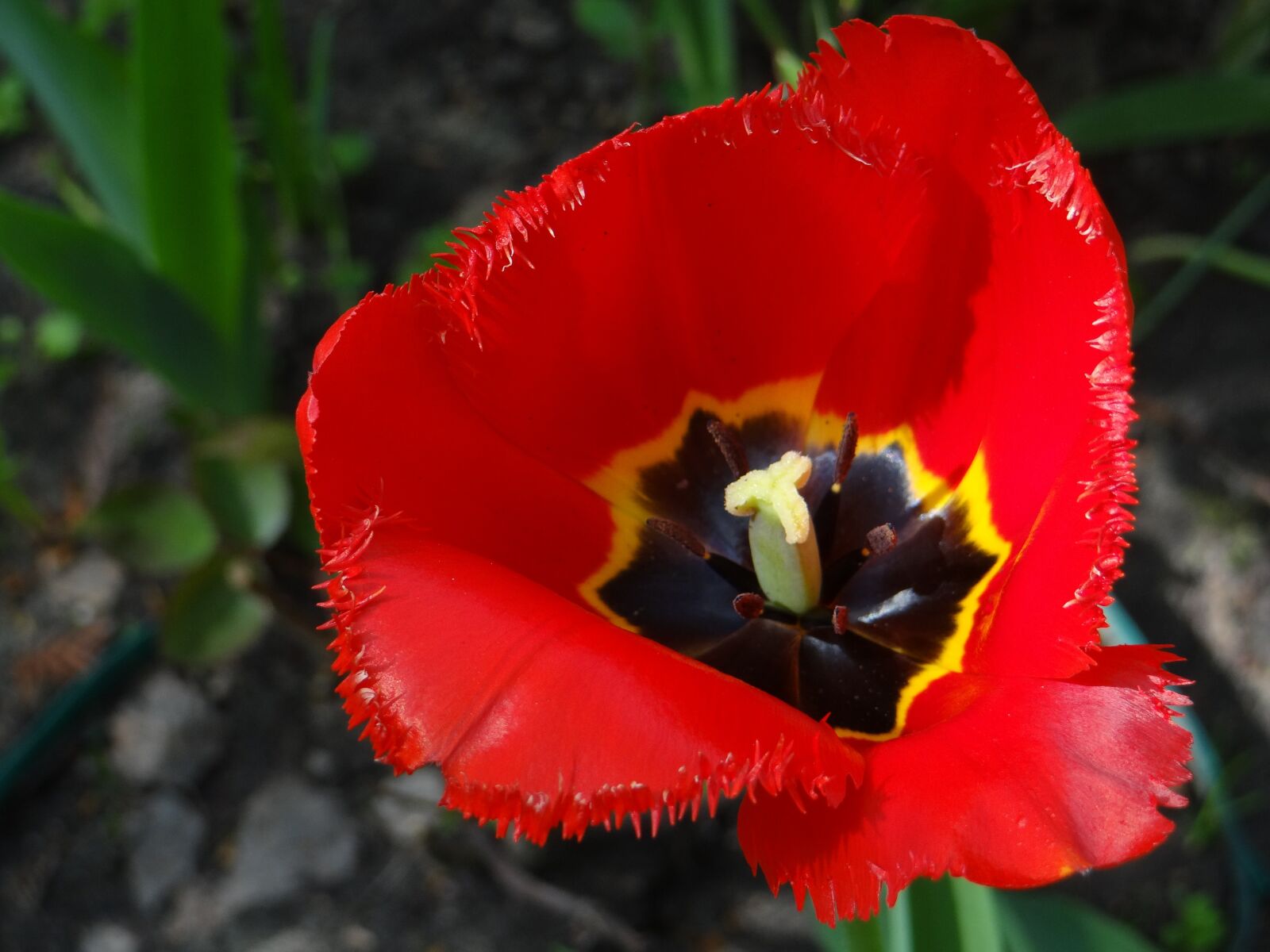 Sony DSC-HX200V sample photo. Tulip, flower, red photography