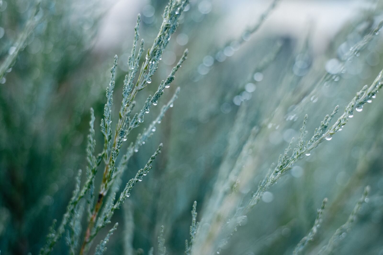Nikon D610 sample photo. Nature, drops, garden photography