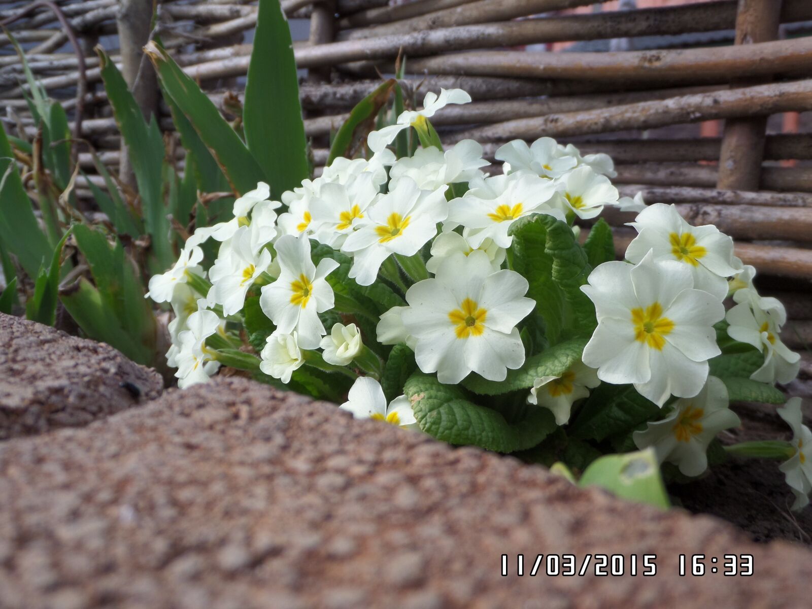 Samsung WB250F/WB251F/WB252F sample photo. примула, первоцвет, весенний цветок photography