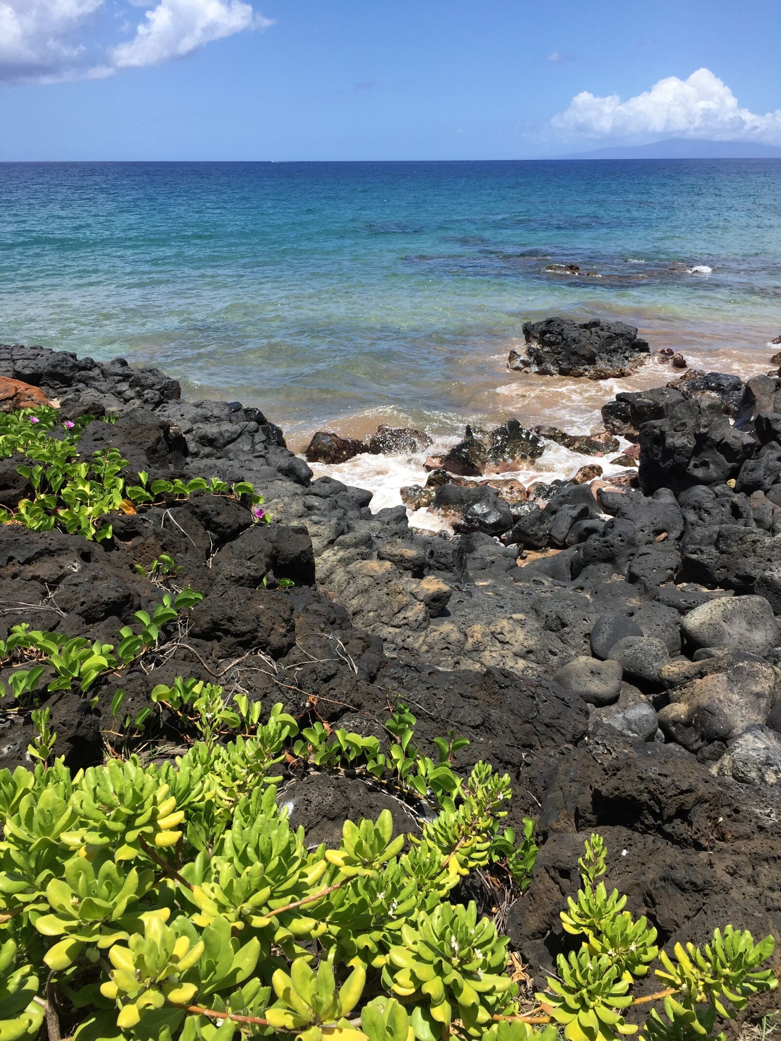 iPhone 6 Plus back camera 4.15mm f/2.2 sample photo. Palm tree, landscape, tropical photography