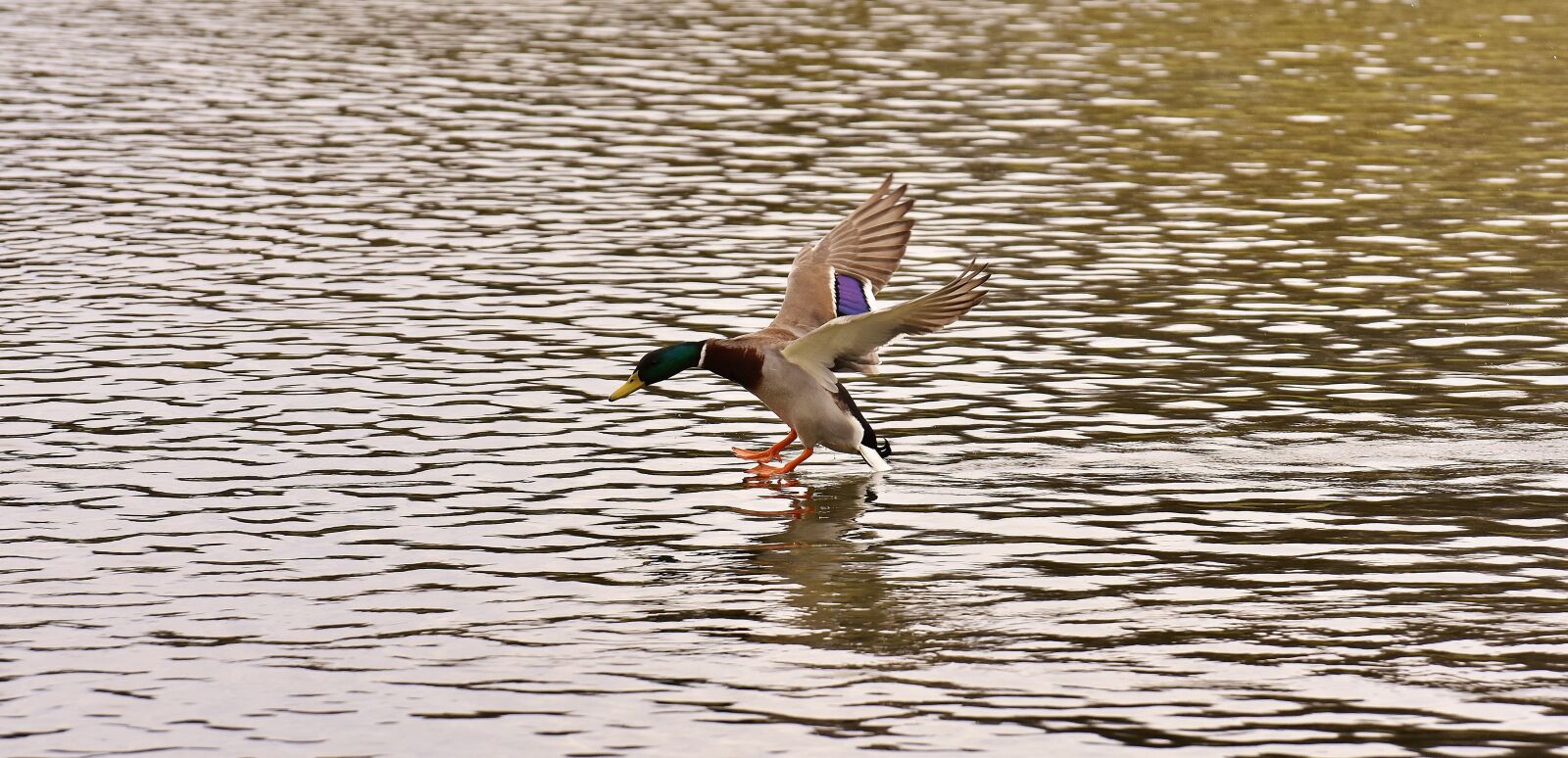 Nikon D7200 sample photo. Duck, mallard, landing photography