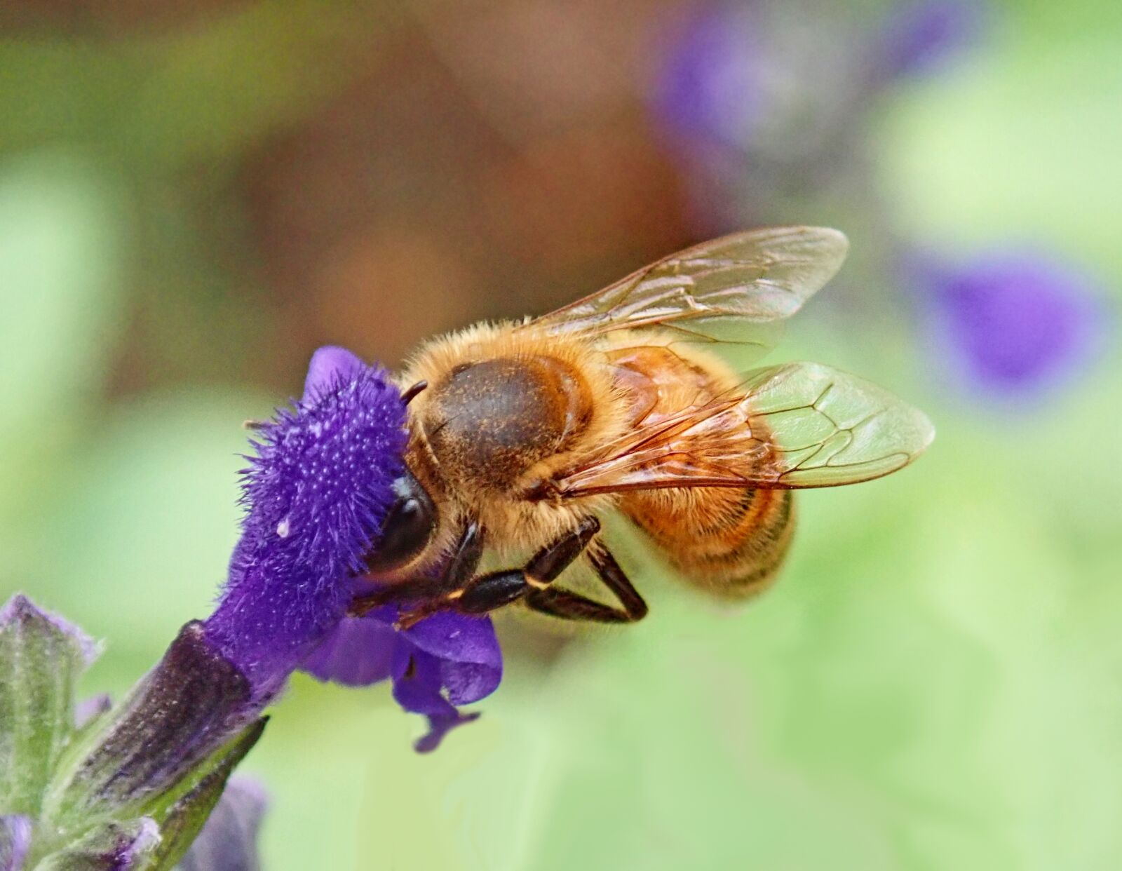 Olympus TG-5 sample photo. Bee, insect, flower photography