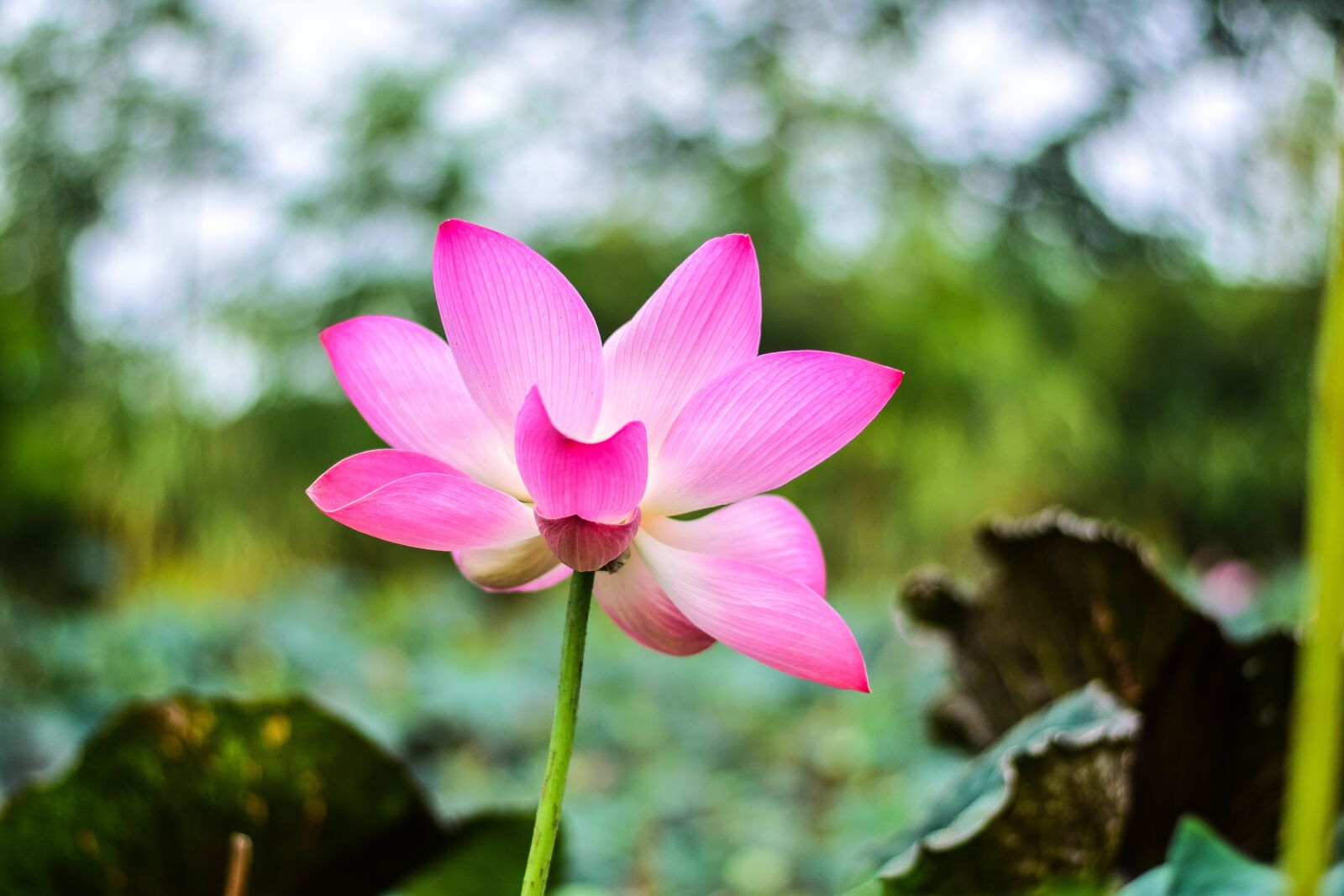 Nikon D5300 sample photo. Lotus, flowers, nature photography