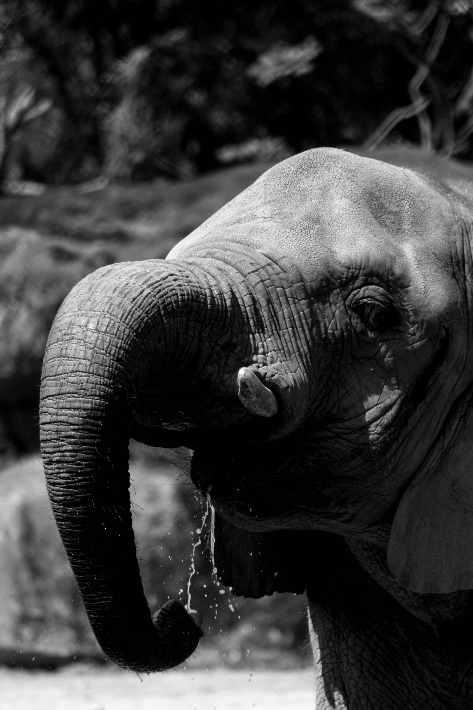 Nikon D5500 sample photo. Elephant, wild, safari photography