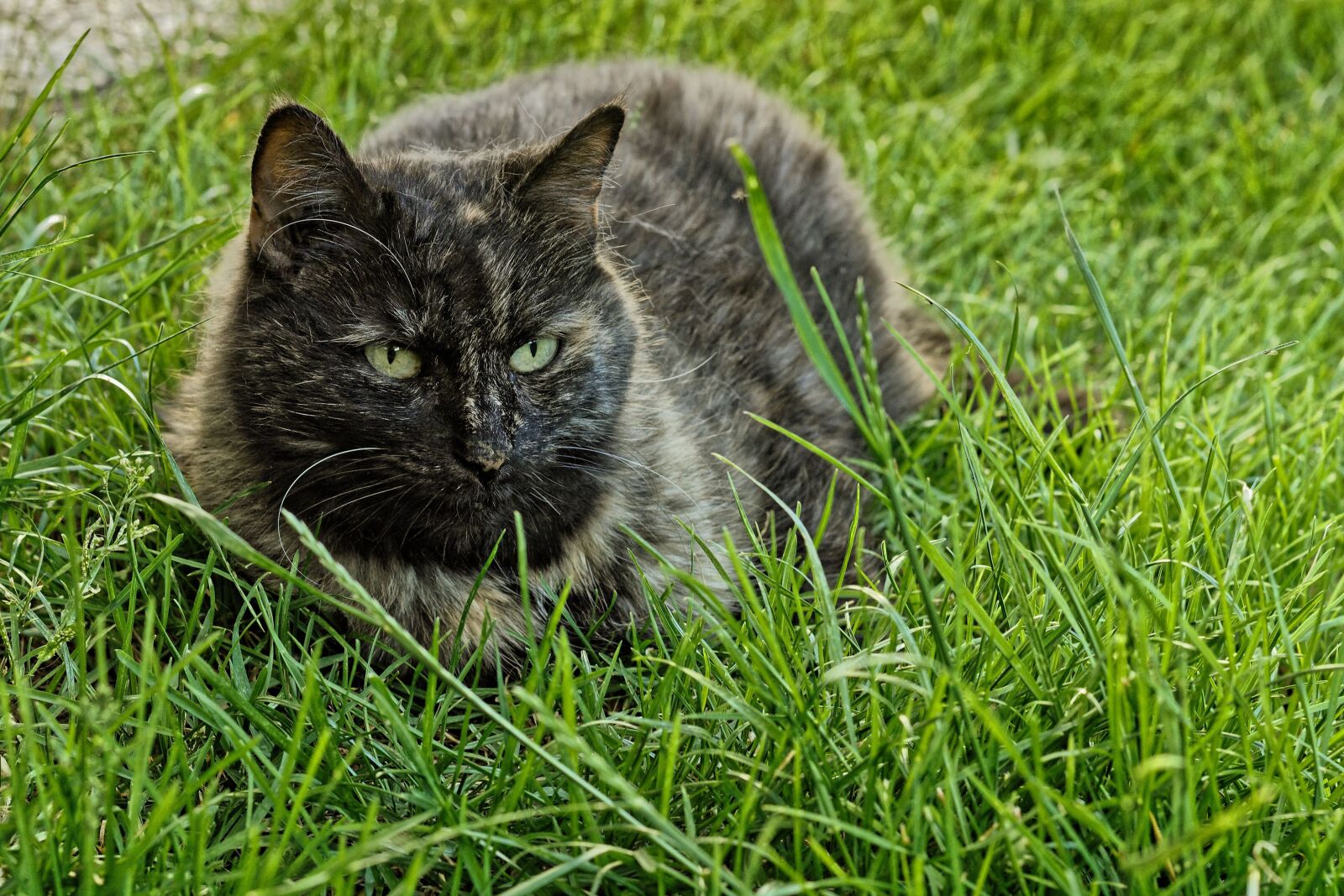 Nikon D7200 sample photo. Cat, portrait, eyes photography