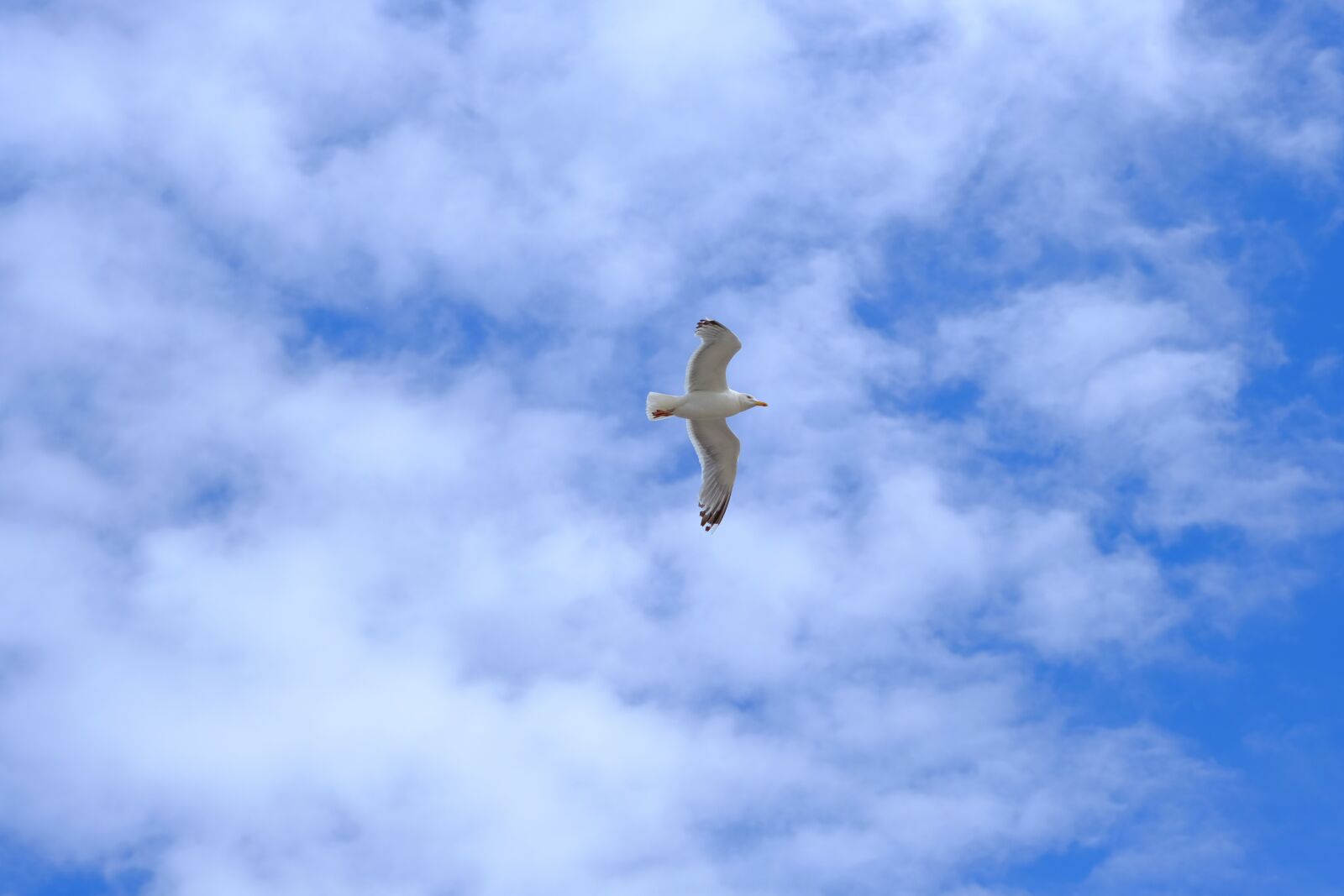 Fujifilm X-T20 sample photo. Gull, bird, flying photography