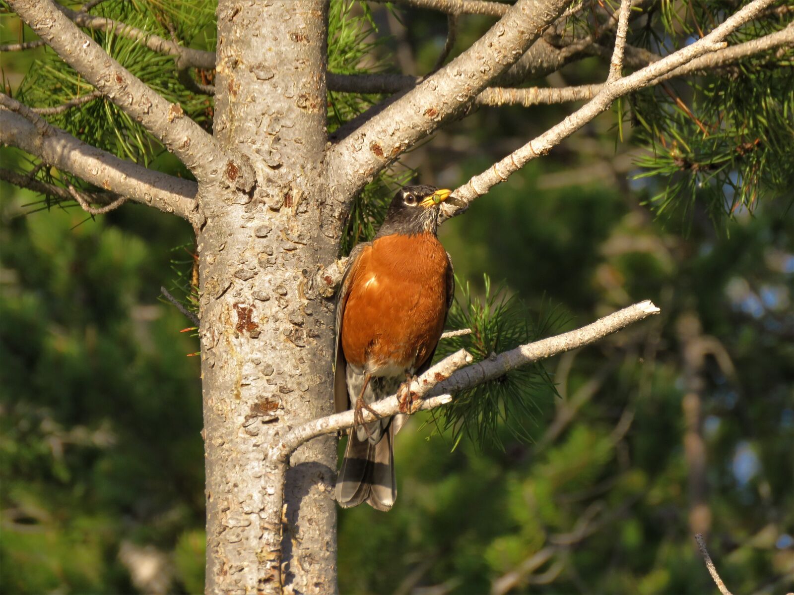 Canon PowerShot SX60 HS sample photo. Bird, robin, tree photography