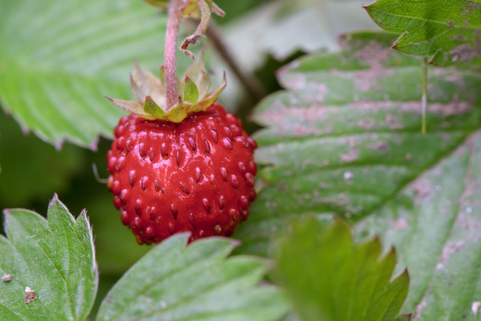 Canon EOS RP sample photo. Strawberry, wild strawberry, fruit photography