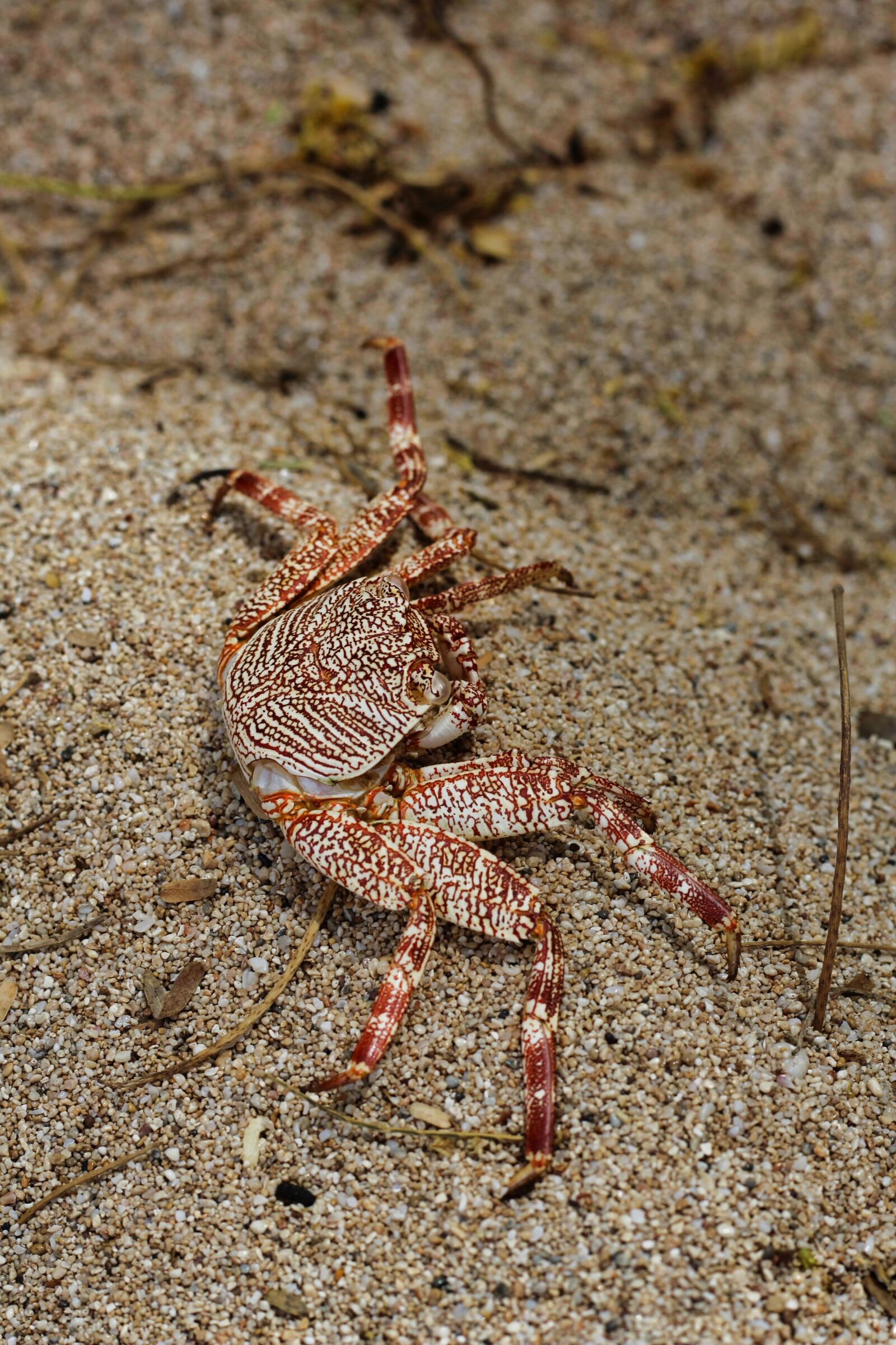 Canon EOS 1200D (EOS Rebel T5 / EOS Kiss X70 / EOS Hi) + Canon EF 50mm F1.8 STM sample photo. Cancer, shellfish, sand photography