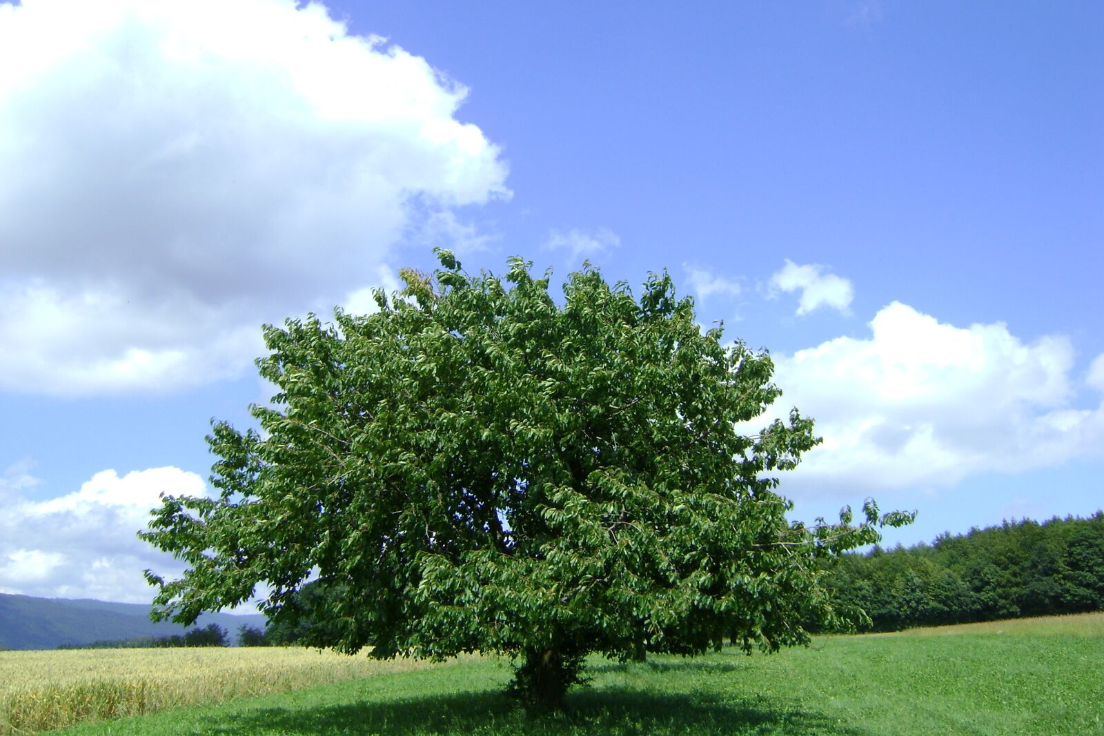 Sony DSC-S730 sample photo. Tree, nature, landscape photography