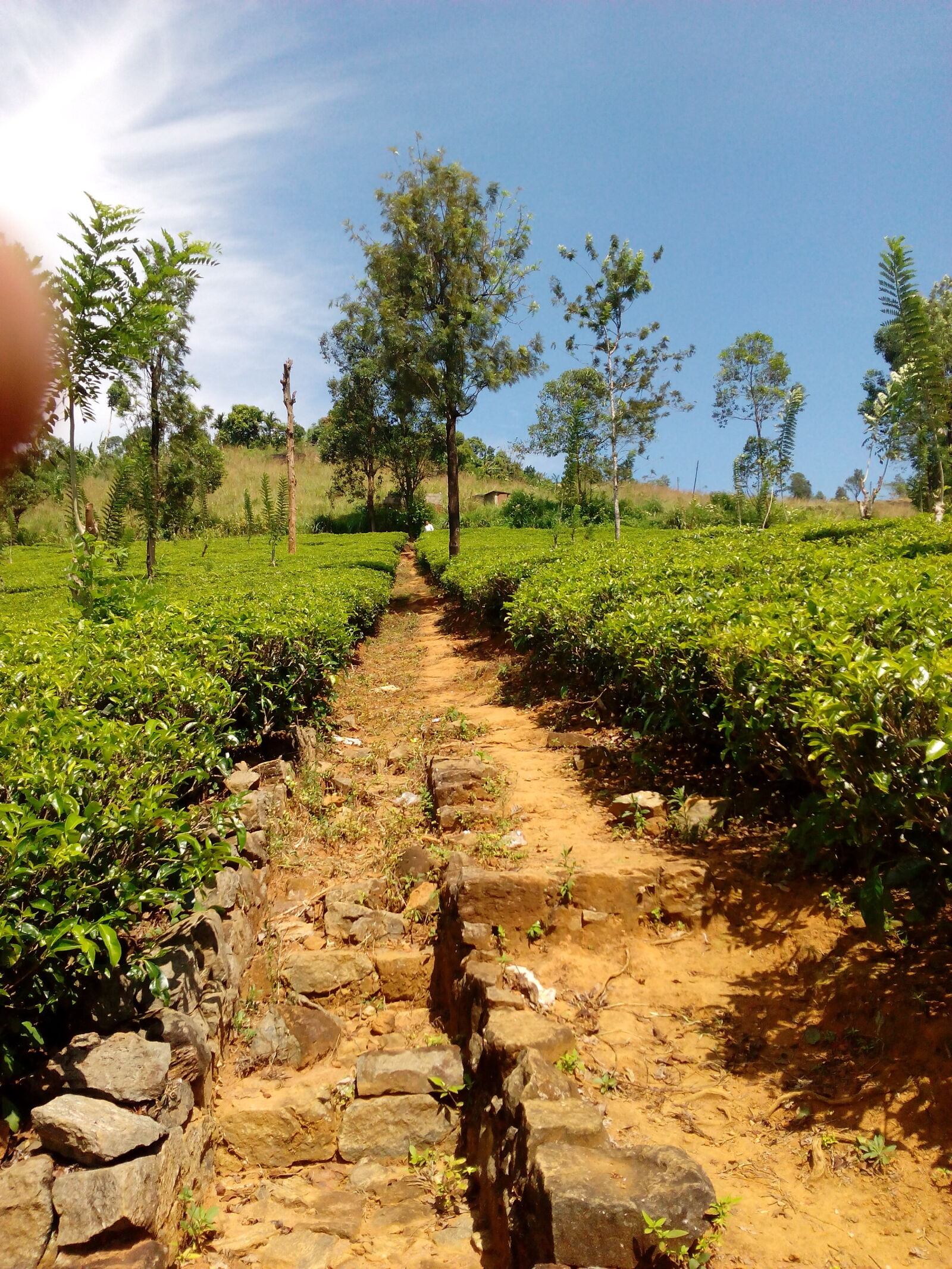 HUAWEI Hol-U19 sample photo. Tea, state photography