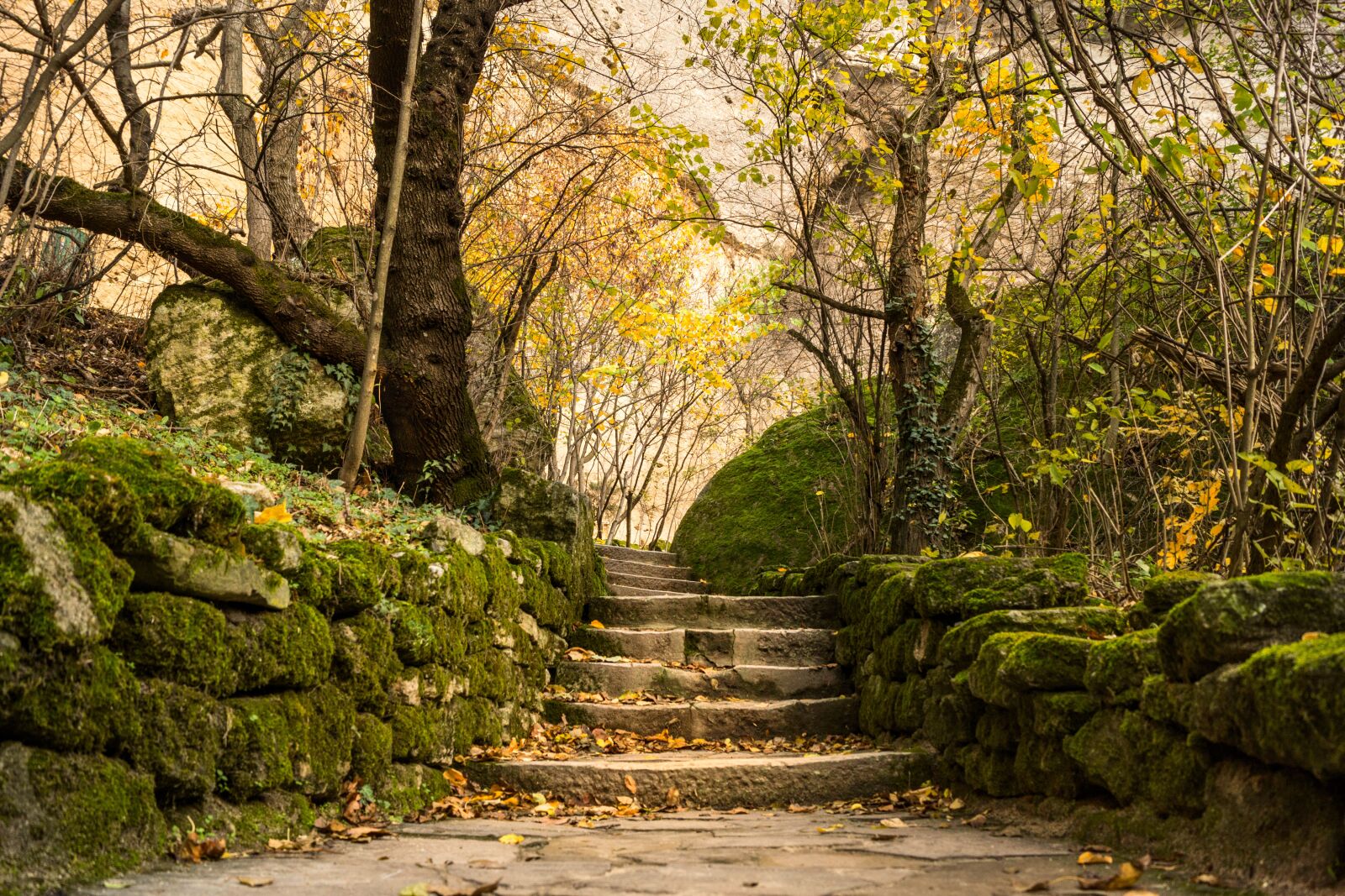 Sony SLT-A65 (SLT-A65V) + Sony DT 18-55mm F3.5-5.6 SAM sample photo. Forest, moss, stones photography