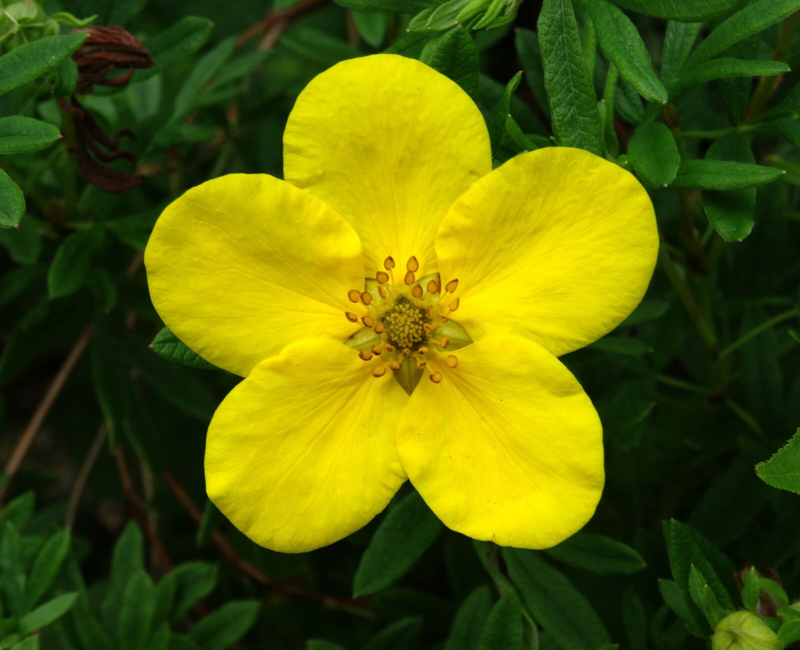 Sony Cyber-shot DSC-HX50V sample photo. Blossom, bloom, finger shrub photography