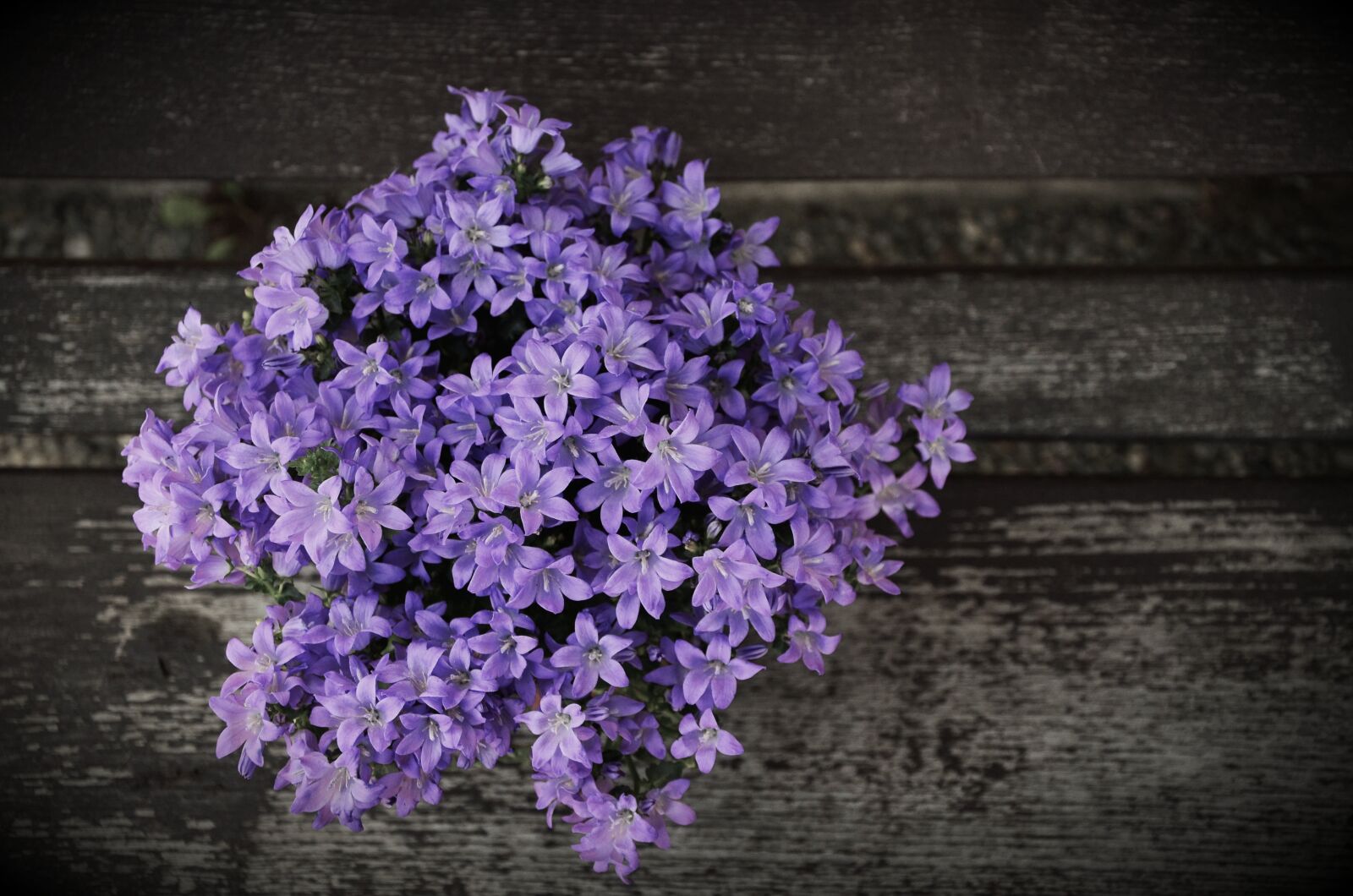 Nikon D5100 sample photo. Arrangement, blue flowers, flower photography