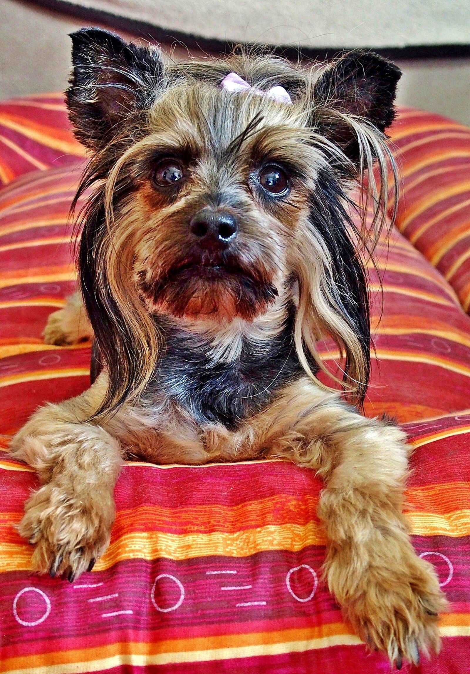 Olympus STYLUS1,1s sample photo. Yorkie, dog, bed photography
