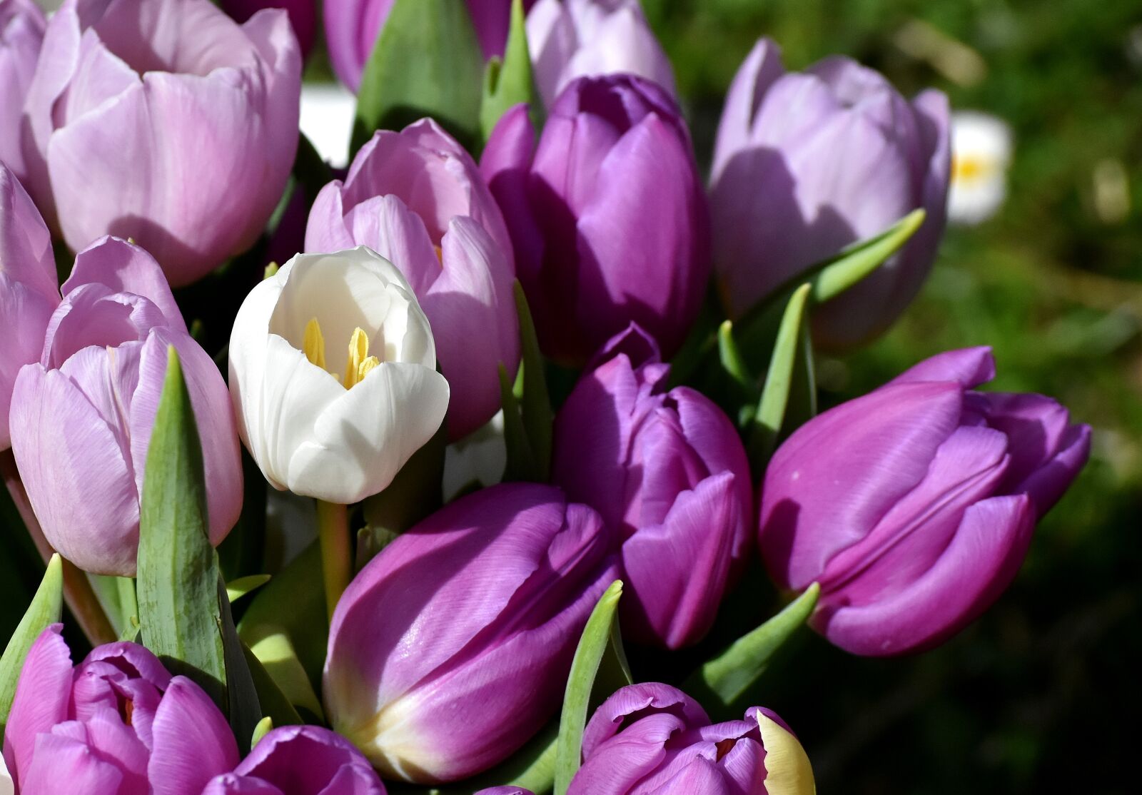 Nikon D7200 sample photo. Tulips, purple, spring photography