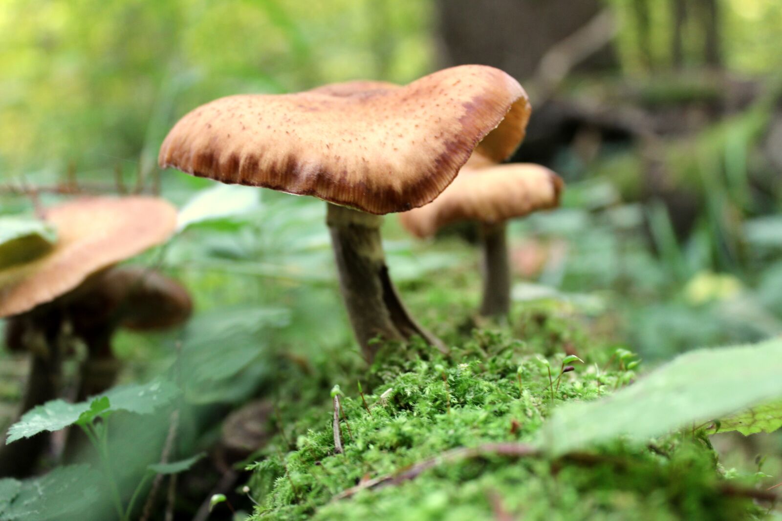 Canon EOS 600D (Rebel EOS T3i / EOS Kiss X5) sample photo. Mushroom, moss, forest photography