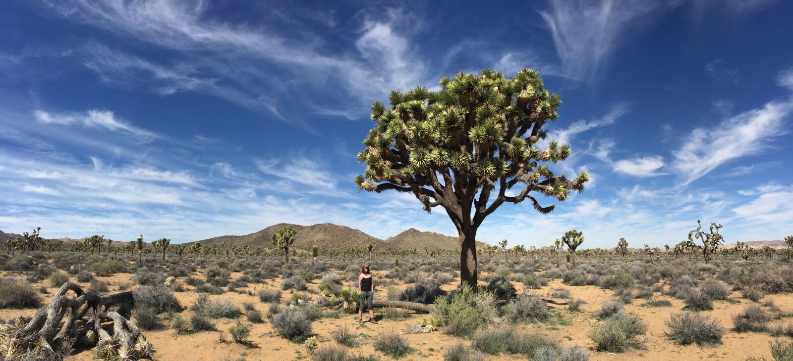 Apple iPhone 6 sample photo. Joshua tree, desert, landscape photography