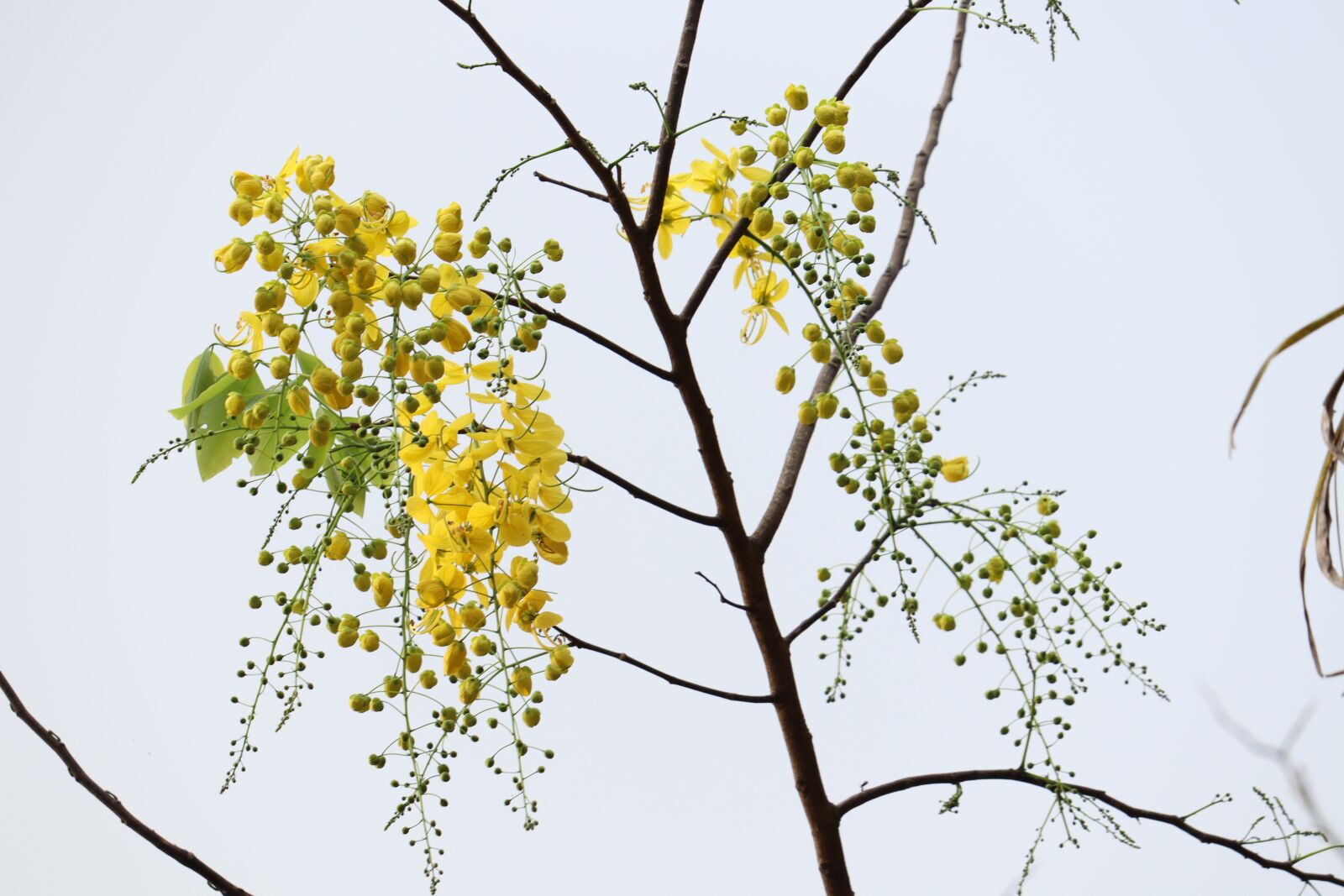 Canon EOS 250D (EOS Rebel SL3 / EOS Kiss X10 / EOS 200D II) sample photo. Kerala, flower, india photography