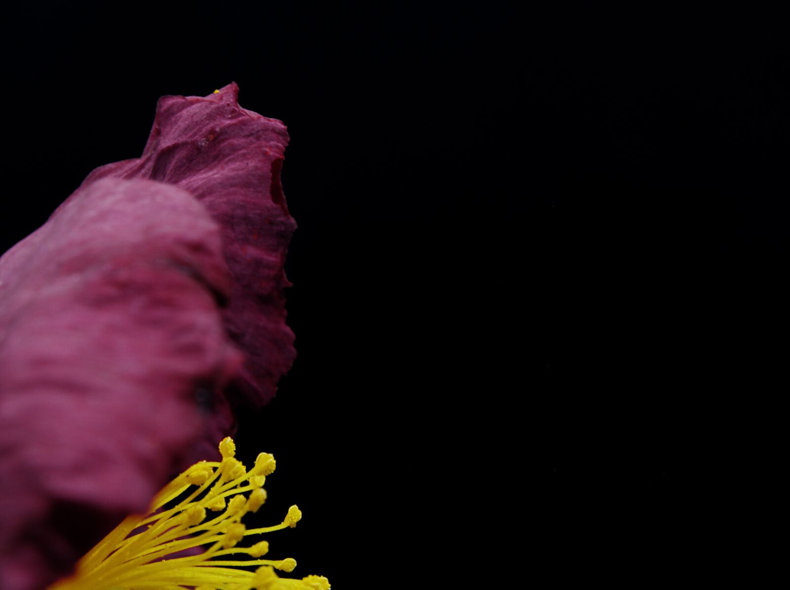 Canon EOS 750D (EOS Rebel T6i / EOS Kiss X8i) sample photo. Flower, petal, stem photography
