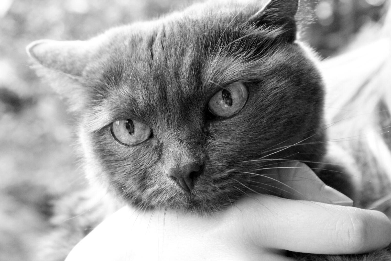 Canon EOS 600D (Rebel EOS T3i / EOS Kiss X5) sample photo. Cat, hand, head photography