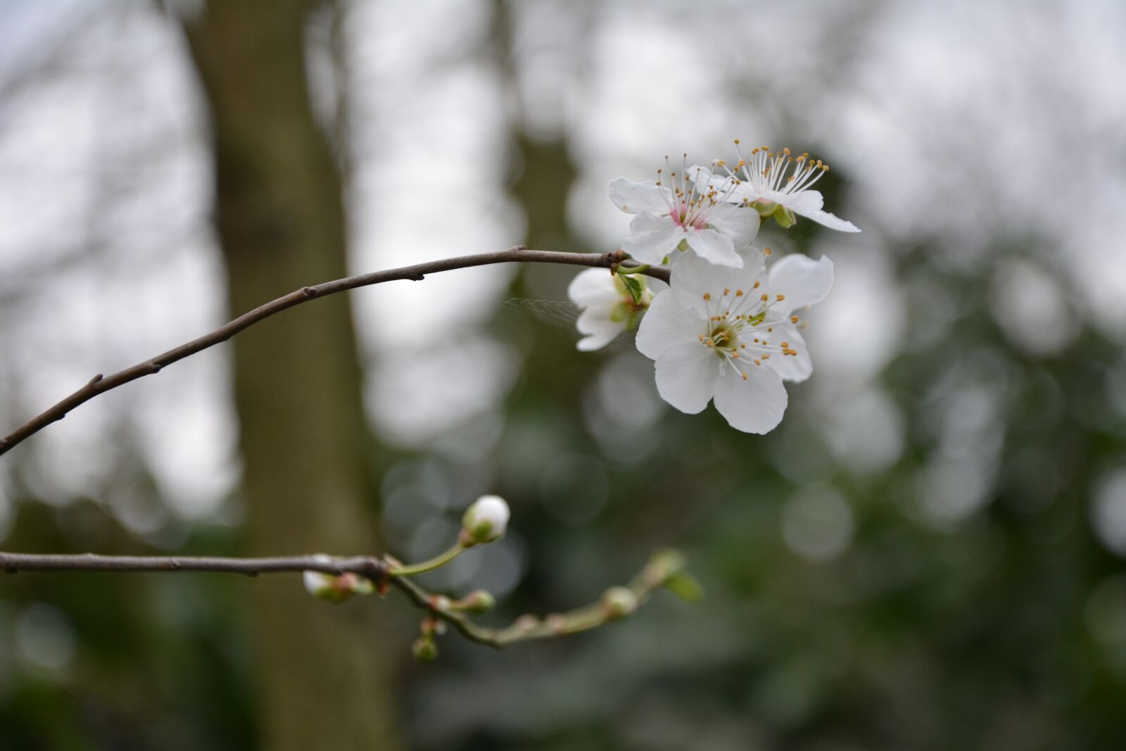 Nikon D7100 sample photo. Spring, flower, nature photography