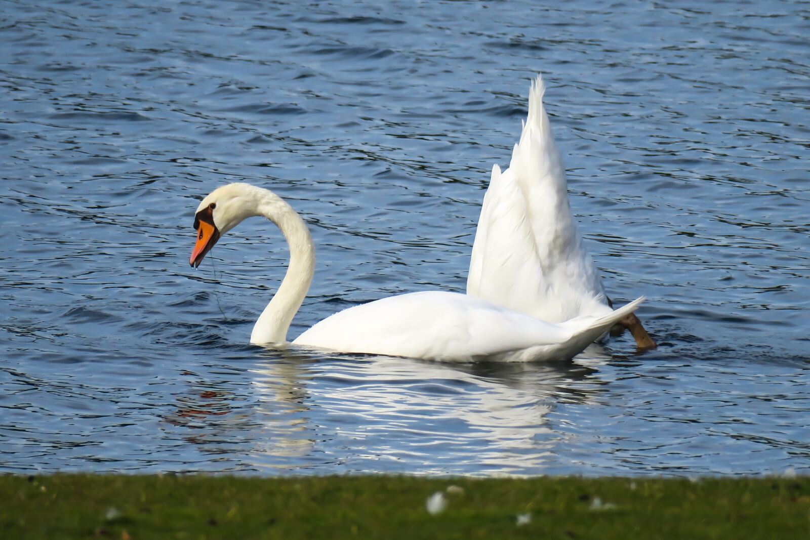 Canon PowerShot G3 X sample photo. Swan, beams, swim photography