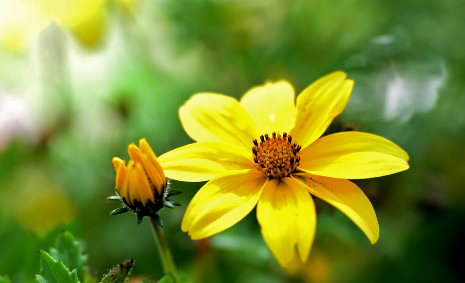 Nikon D600 sample photo. Flower, bloom, yellow photography