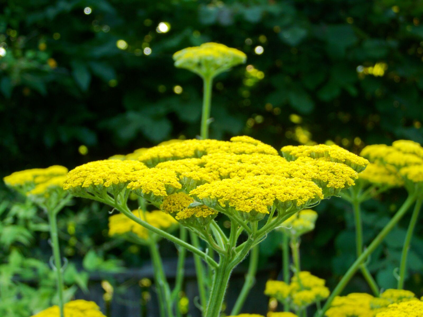 Kodak EASYSHARE ZD710 ZOOM DIGITAL CAMERA sample photo. Yarrow, yellow flower, flower photography