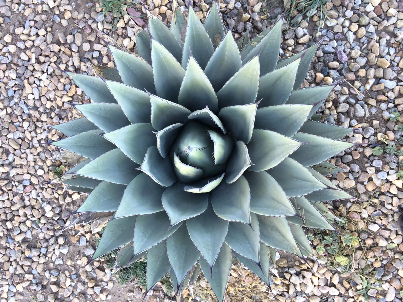iPhone 5s back camera 4.15mm f/2.2 sample photo. Agave, plant, cactus photography