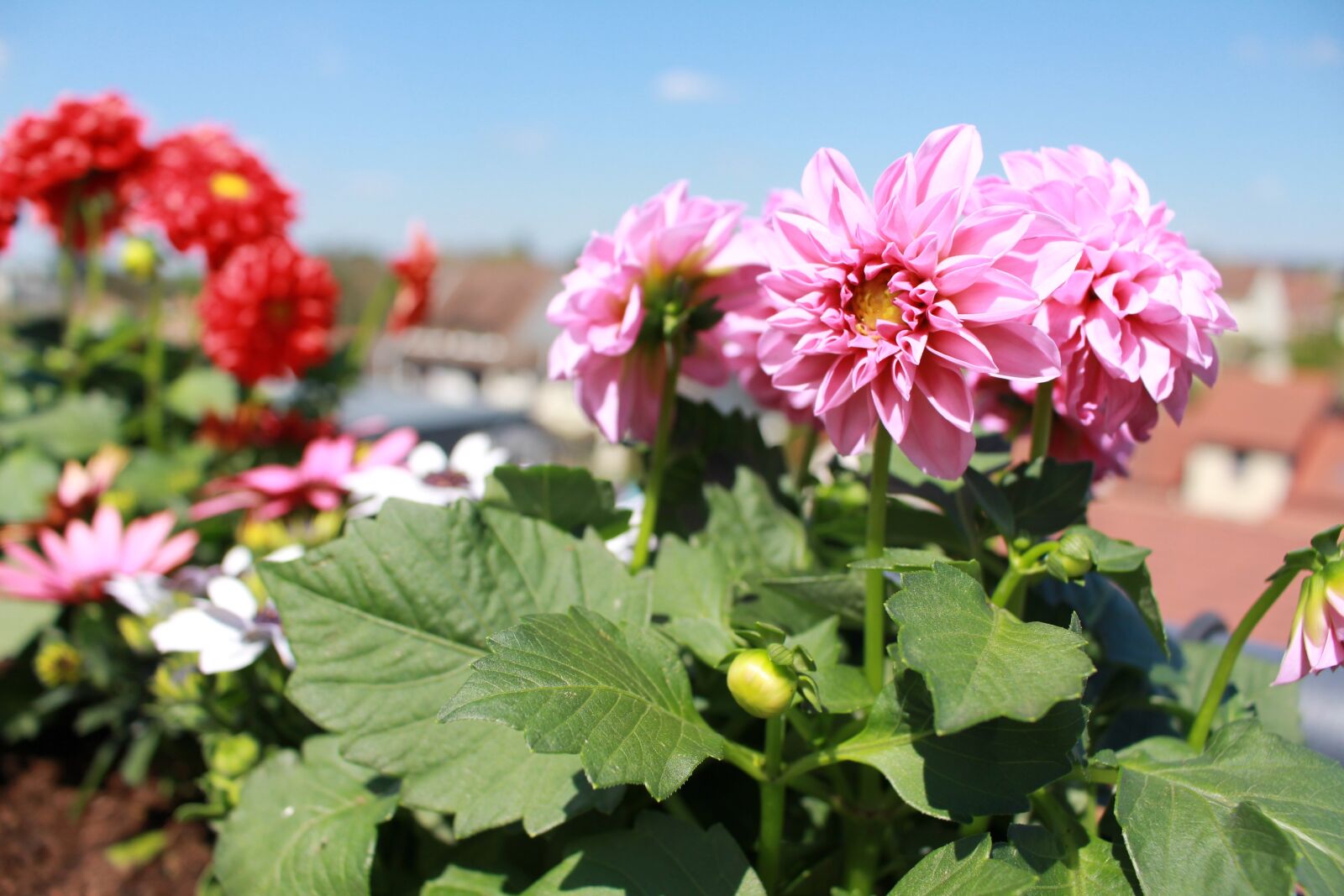 Canon EOS 700D (EOS Rebel T5i / EOS Kiss X7i) sample photo. Flowers, spring, dahlia photography