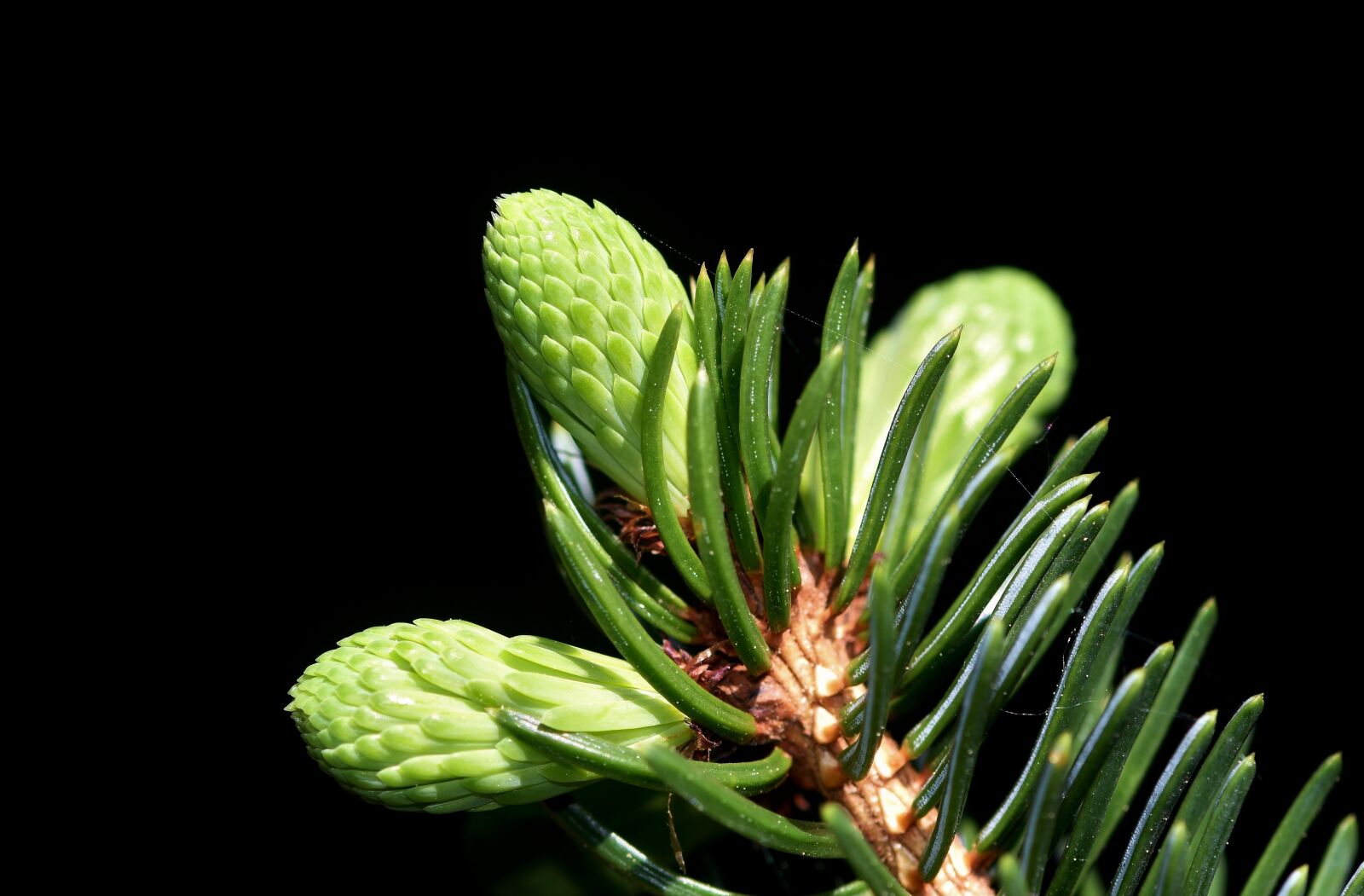 Nikon D7200 sample photo. Pine branch, spruce drive photography
