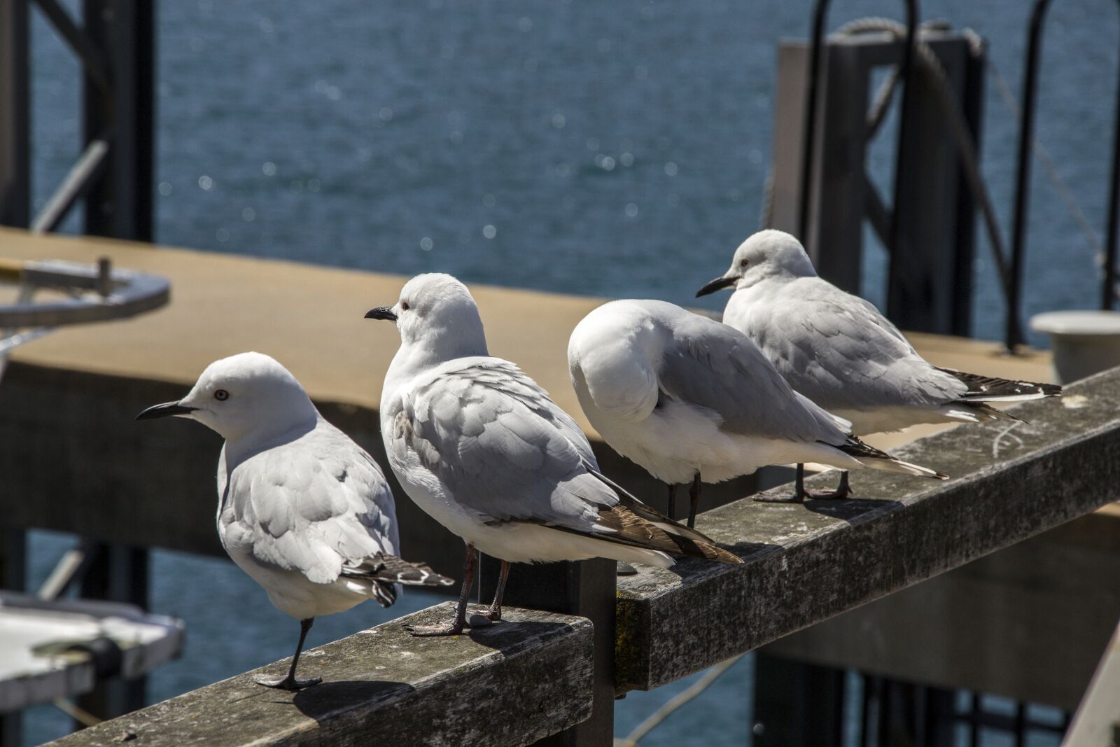 Nikon D3100 sample photo. Birds, nature, four photography