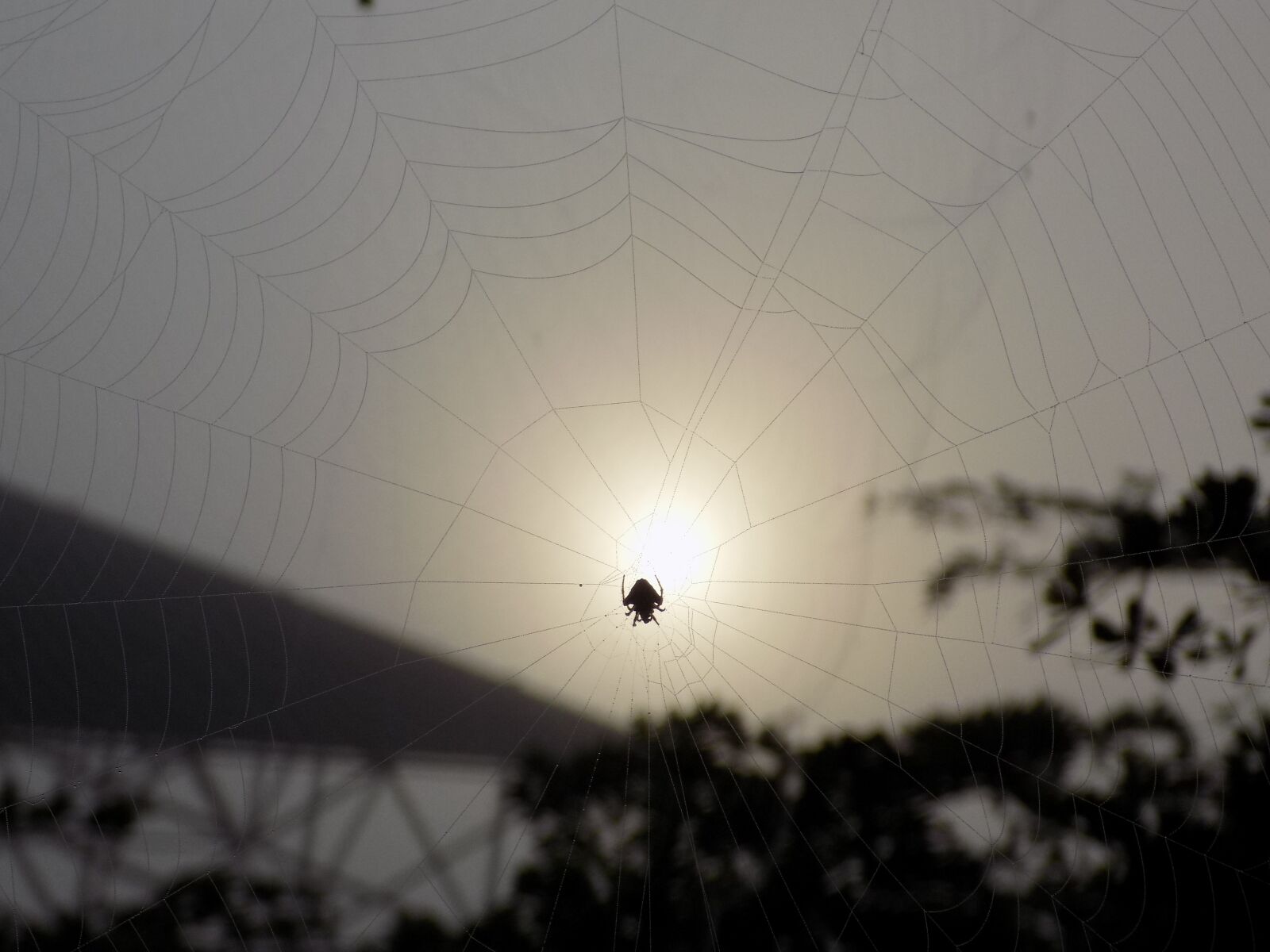 Nikon COOLPIX L330 sample photo. Spider, web, sunset photography