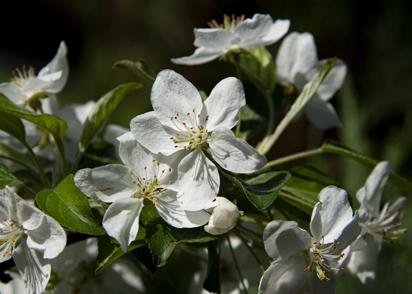 Nikon D750 sample photo. Blossom, spring, bloom photography
