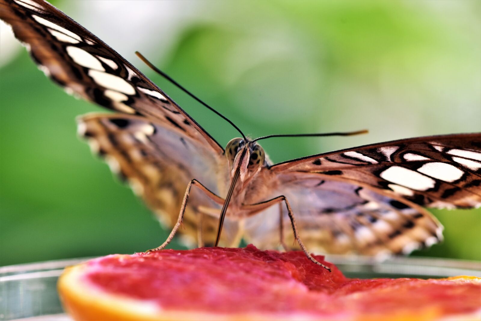 Nikon D7200 sample photo. Butterfly, tropical butterfly, exotic photography