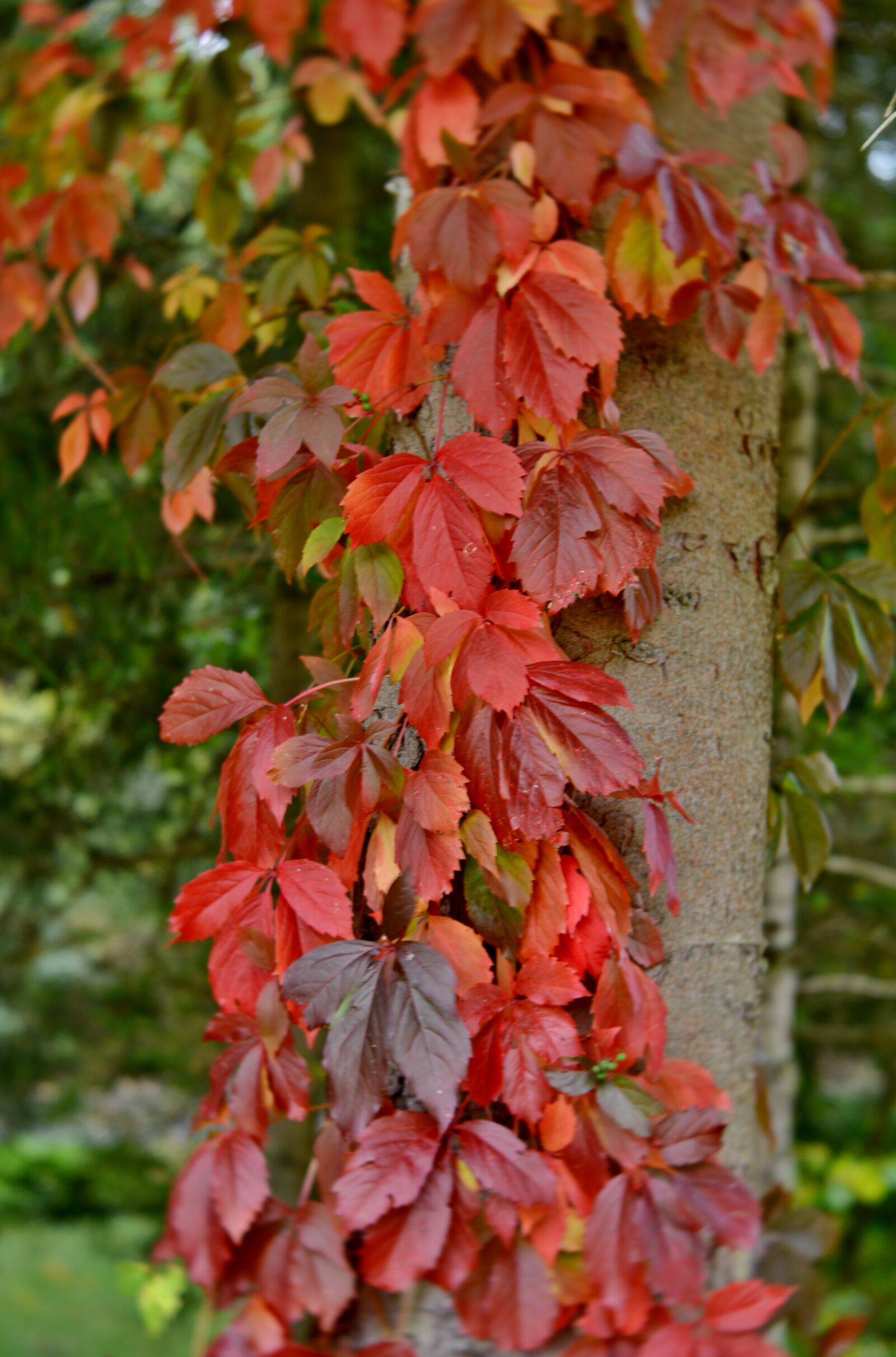 Nikon D600 sample photo. Fall colors, autumn leaves photography