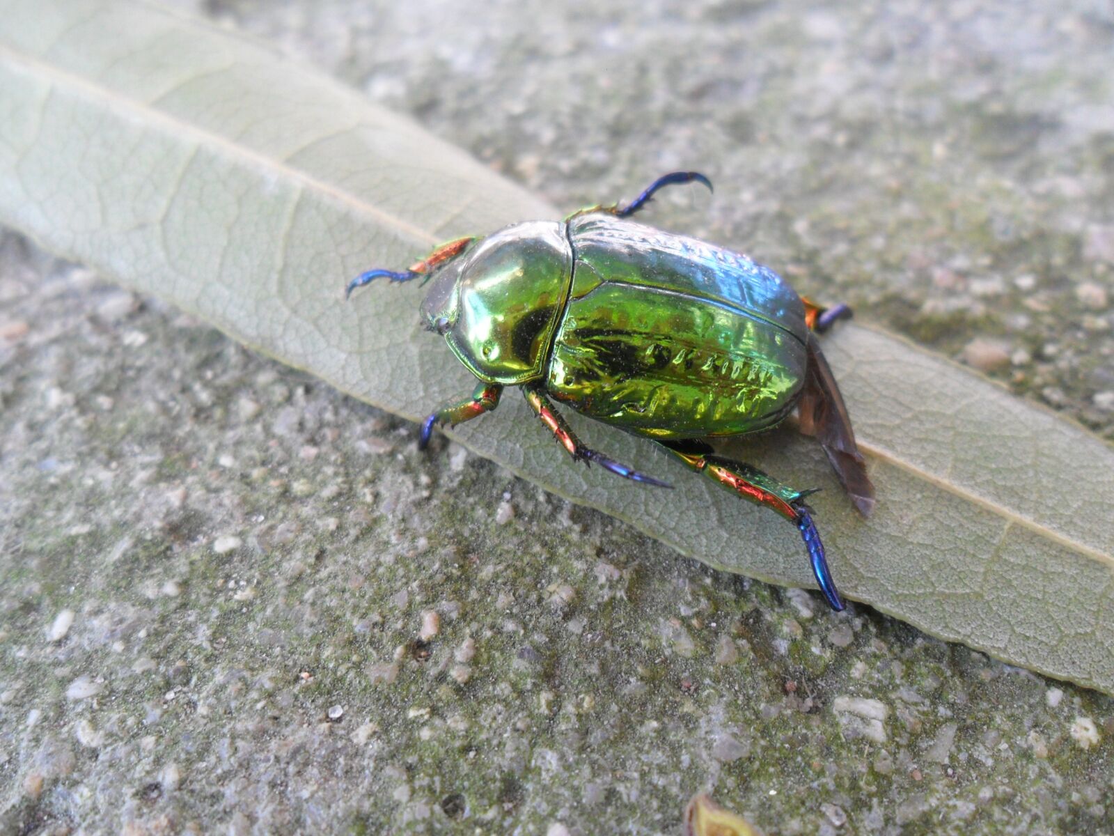 Samsung ES73 / VLUU ES73 /  SL605 sample photo. Beetle, green, nature photography