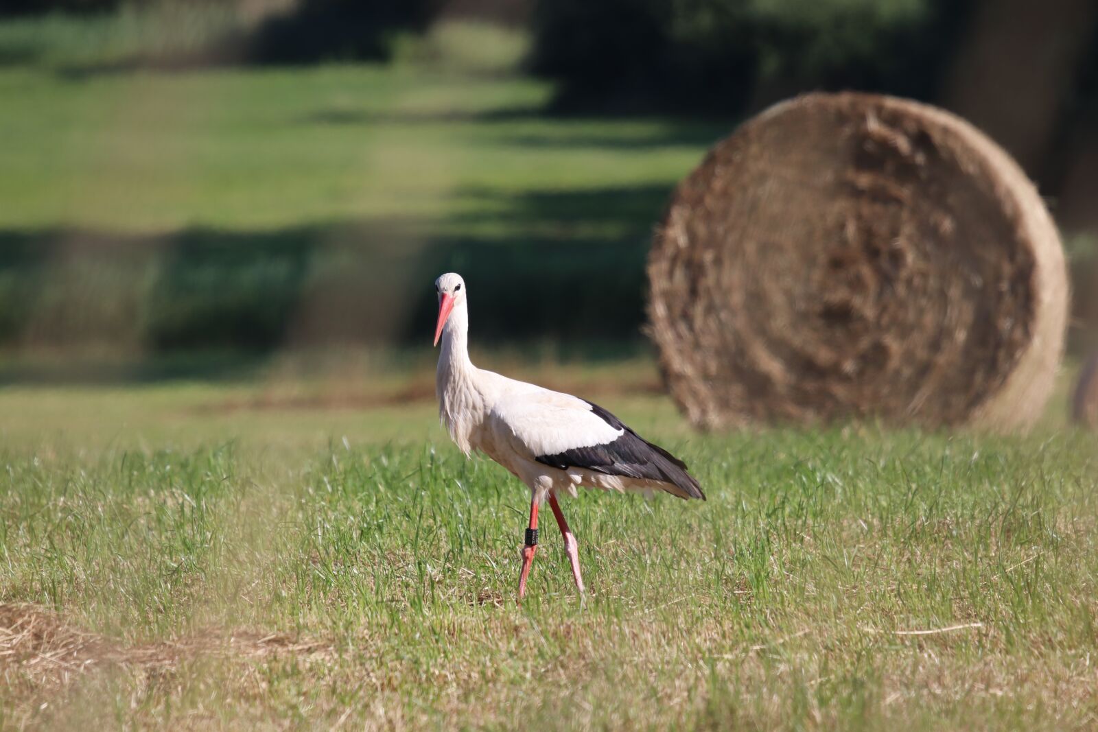 Canon EOS 80D sample photo. Stork, foraging, nature photography