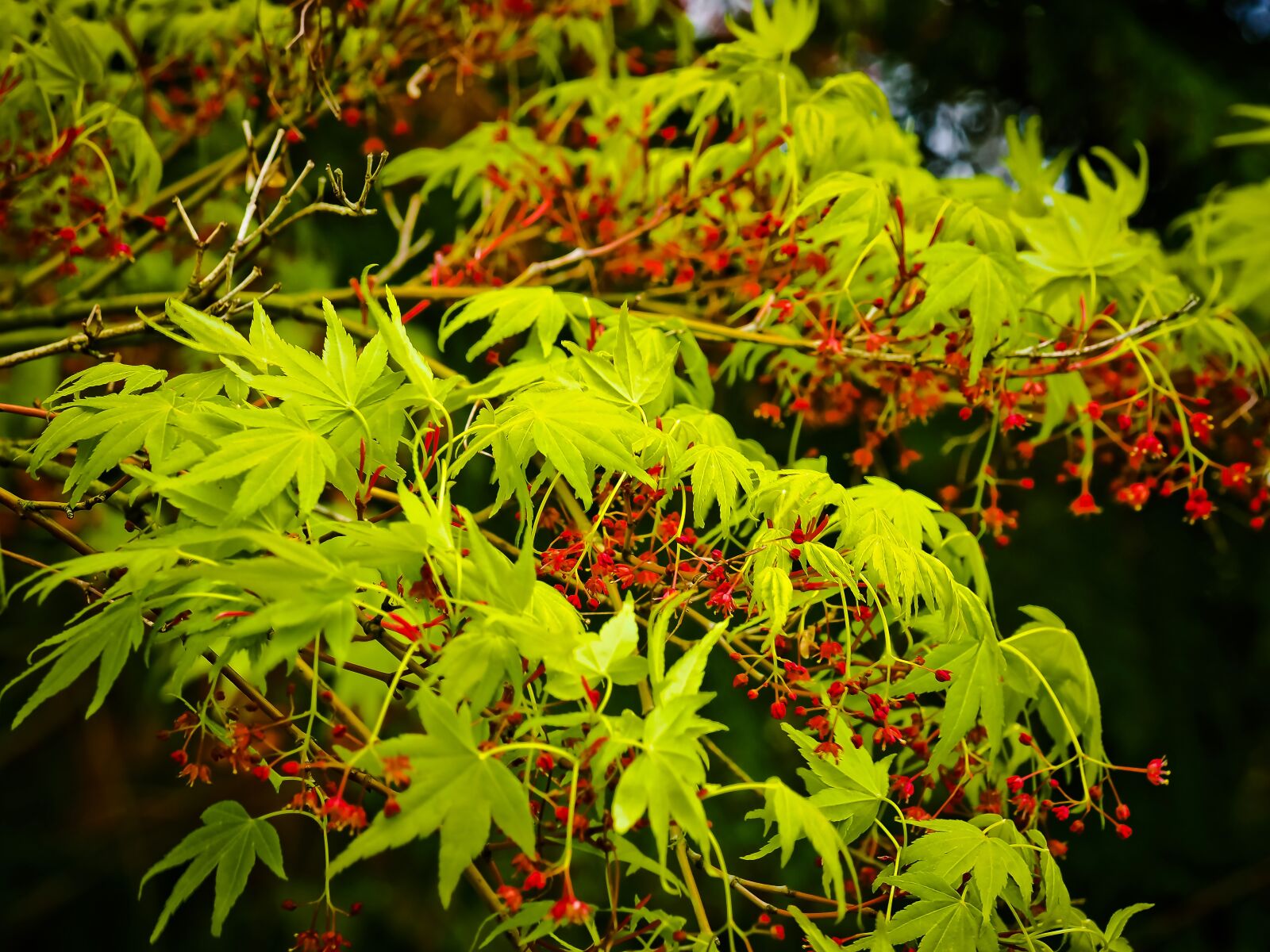 Olympus OM-D E-M10 sample photo. Asian japanese maple, maple photography