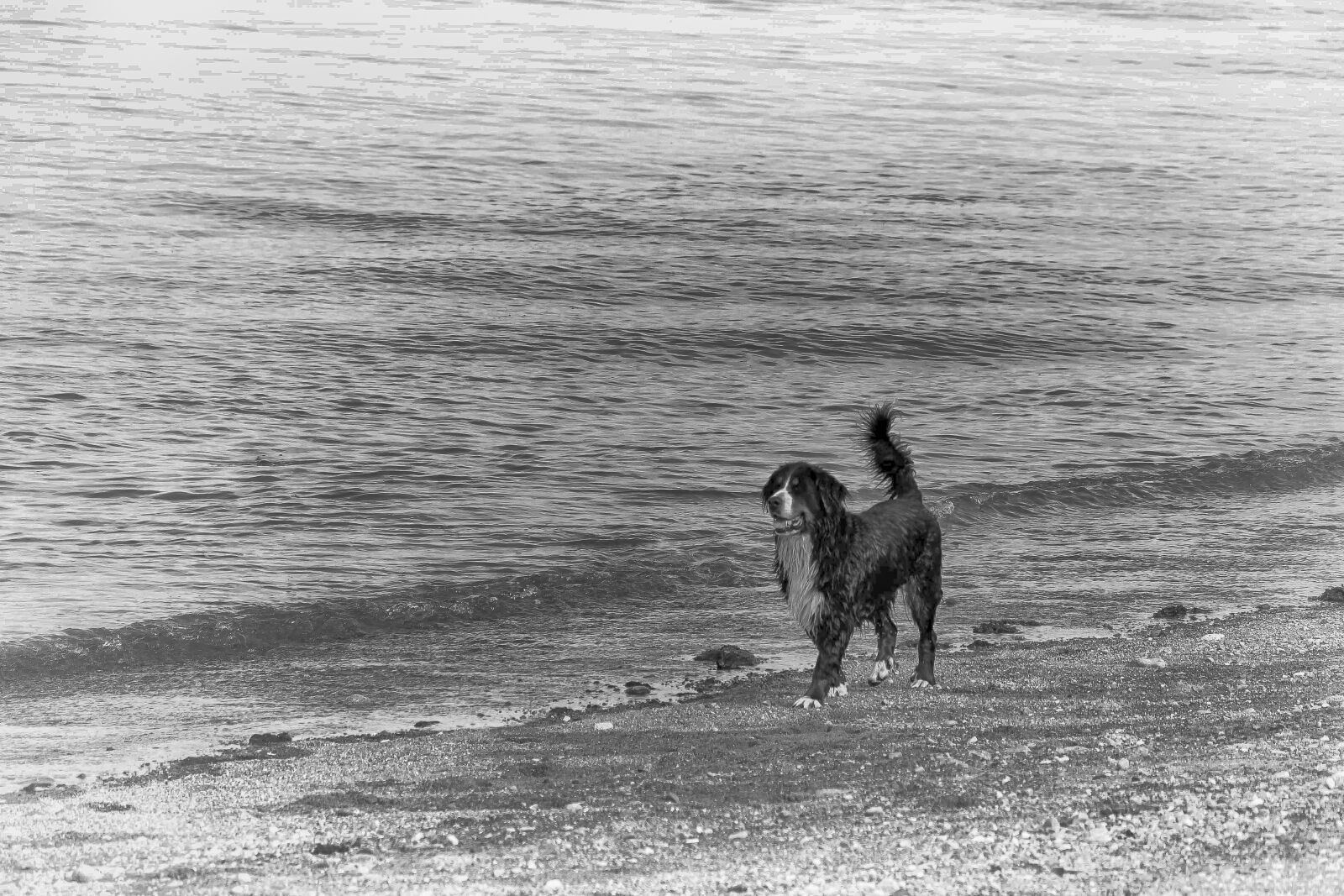 Canon EOS 1100D (EOS Rebel T3 / EOS Kiss X50) sample photo. Dog, saint-bernard, beach photography
