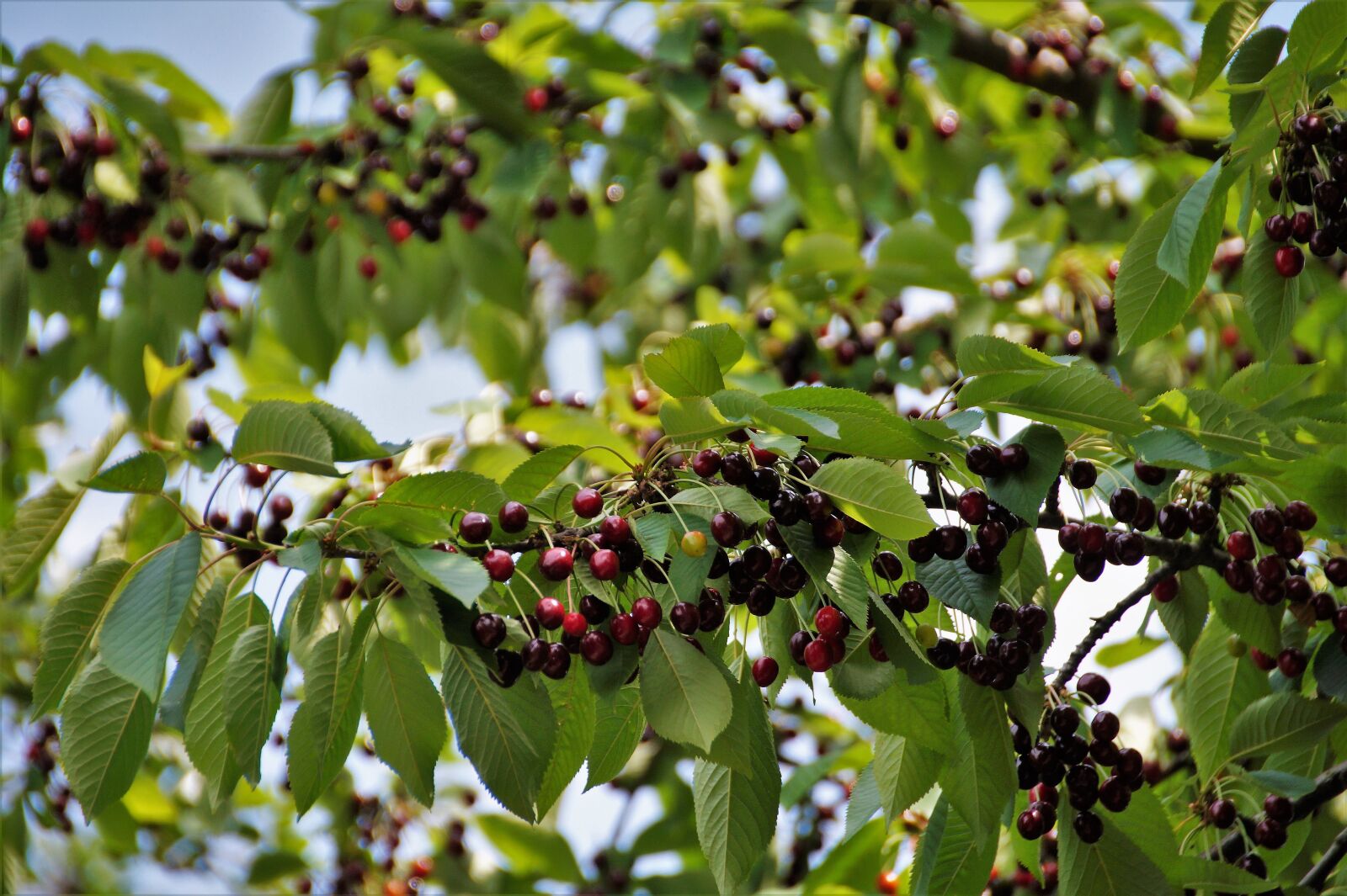 Sony SLT-A58 sample photo. Cherries, birdhouse, mature photography